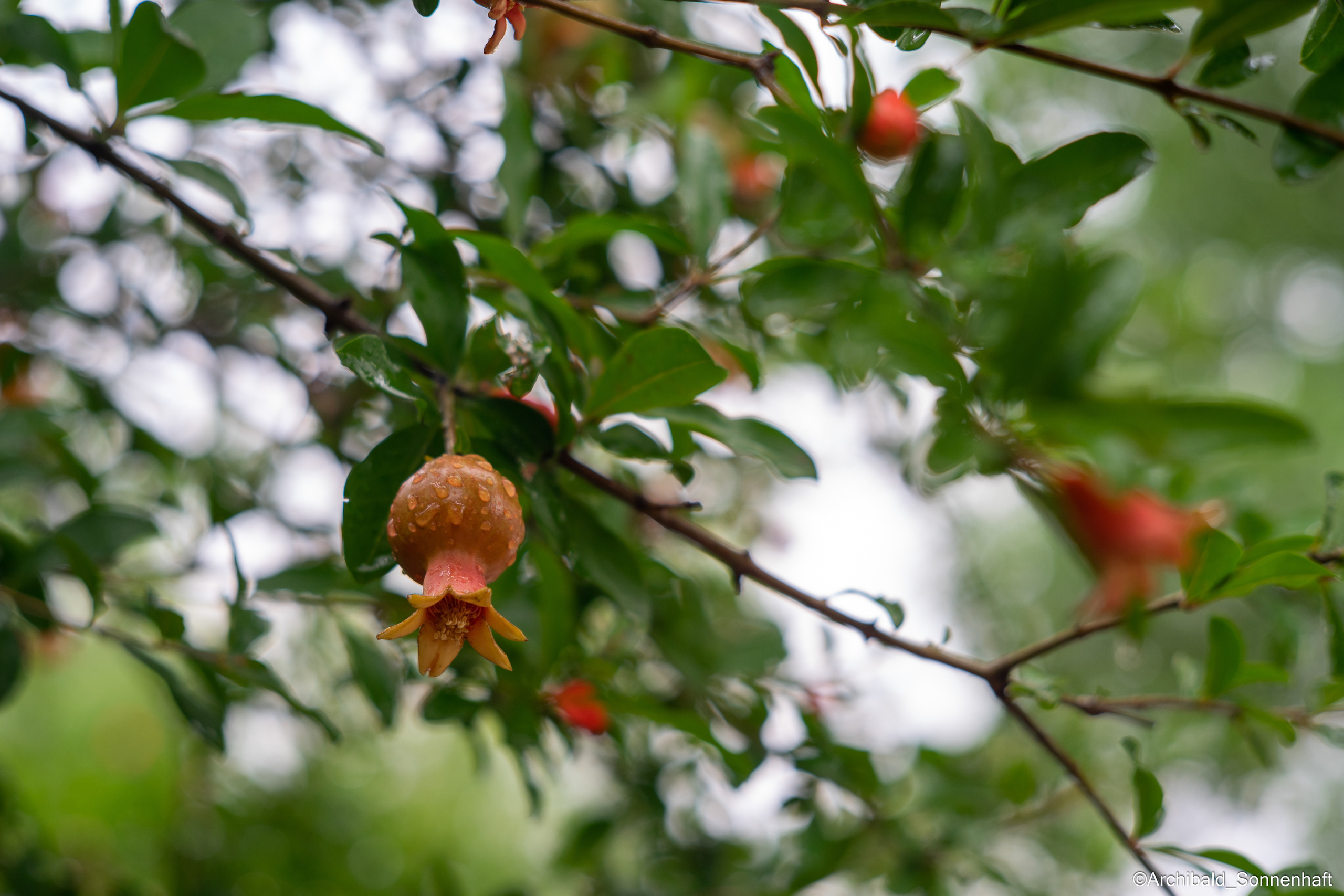 All sorts of leaves and flowers!. Photographer in Guangzhou, China. Archibald Sonnenhaft