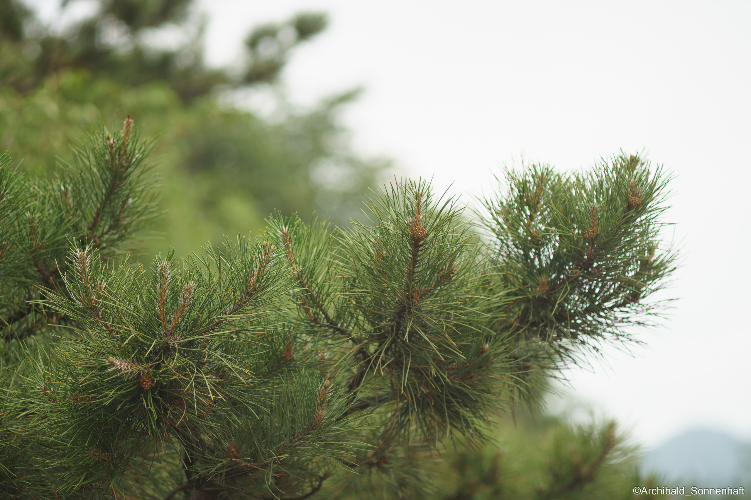 All sorts of leaves and flowers!. Photographer in Guangzhou, China. Archibald Sonnenhaft