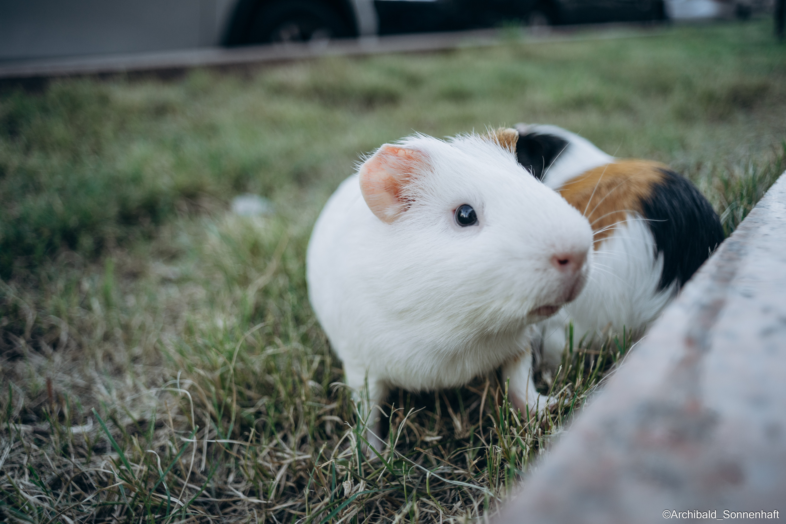 Cats, dogs and other beasts. Photographer in Guangzhou, China. Archibald Sonnenhaft