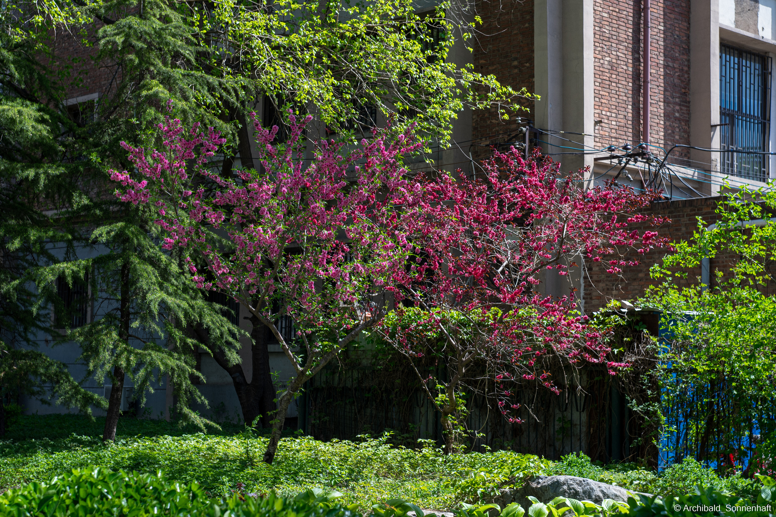 An unexpected walk around the university with my wife and argentine st. Photographer in Guangzhou, China. Archibald Sonnenhaft