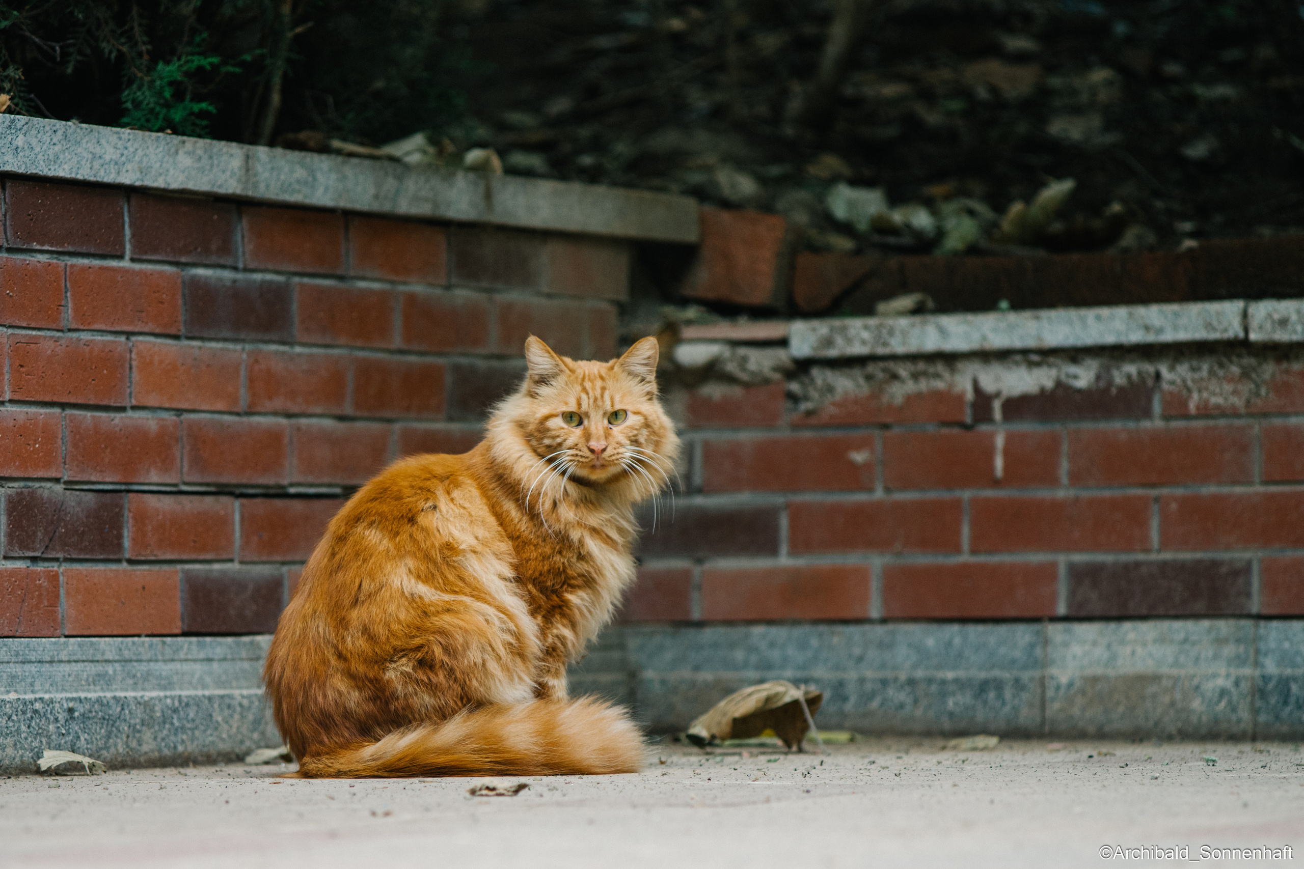 Cats, dogs and other beasts. Photographer in Guangzhou, China. Archibald Sonnenhaft
