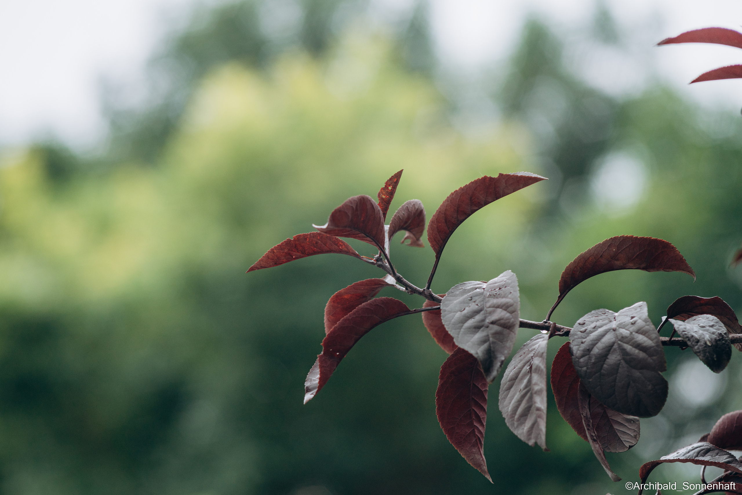 All sorts of leaves and flowers!. Photographer in Guangzhou, China. Archibald Sonnenhaft