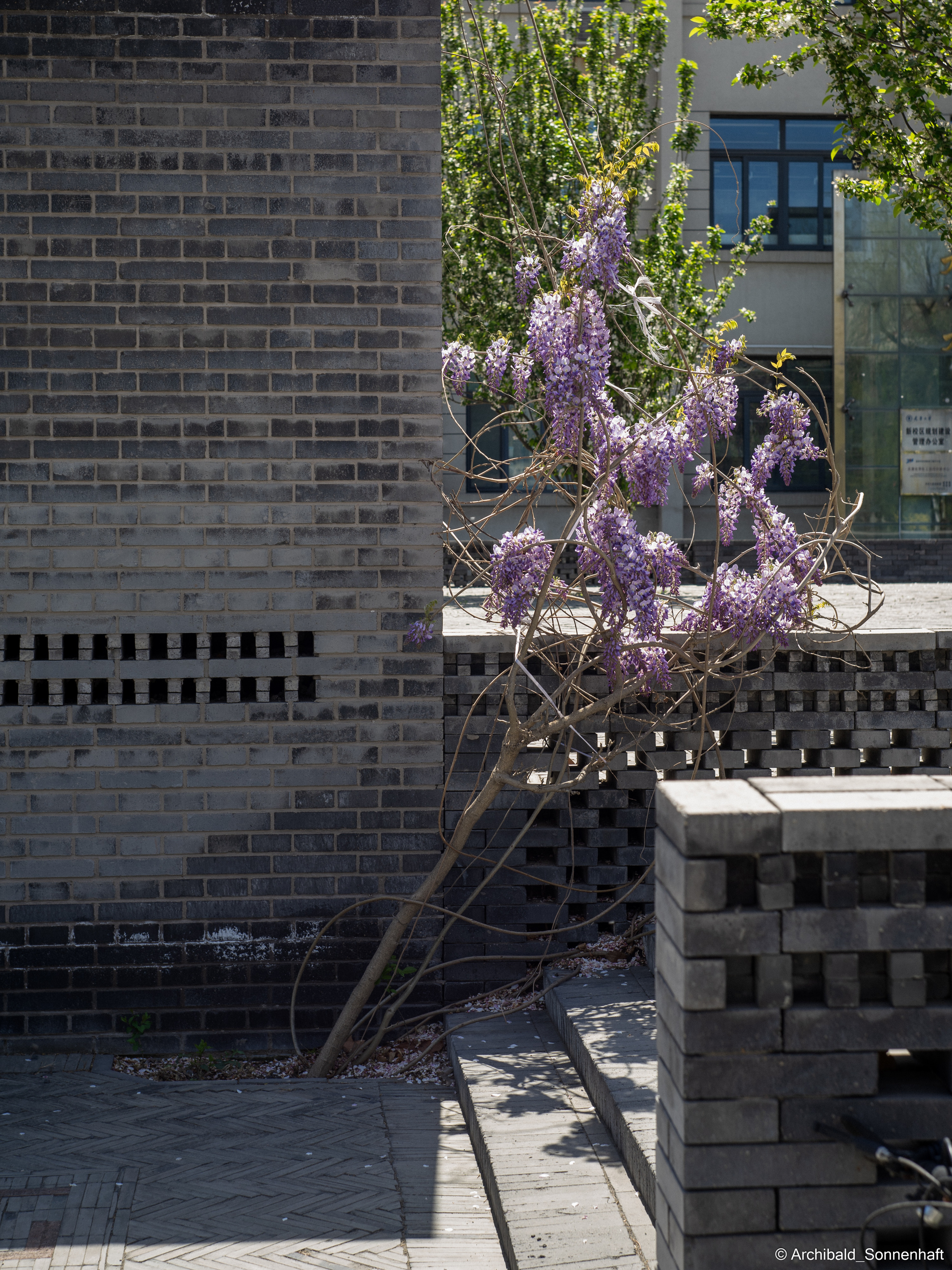 An unexpected walk around the university with my wife and argentine st. Photographer in Guangzhou, China. Archibald Sonnenhaft
