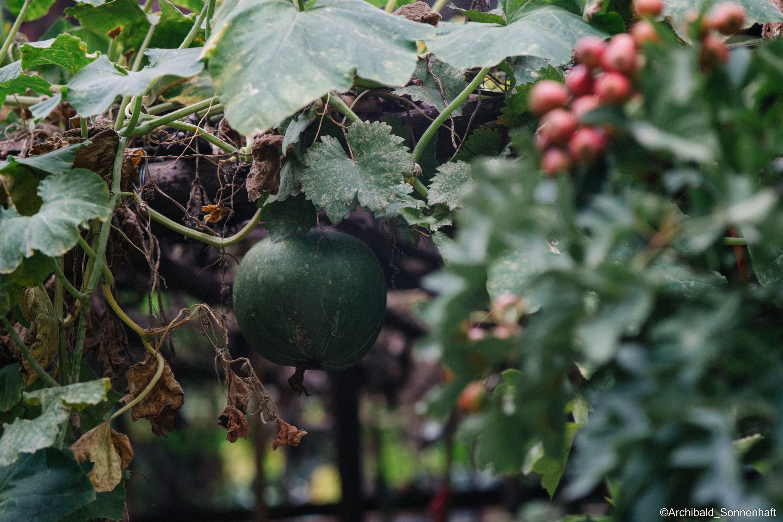 All sorts of leaves and flowers!. Photographer in Guangzhou, China. Archibald Sonnenhaft