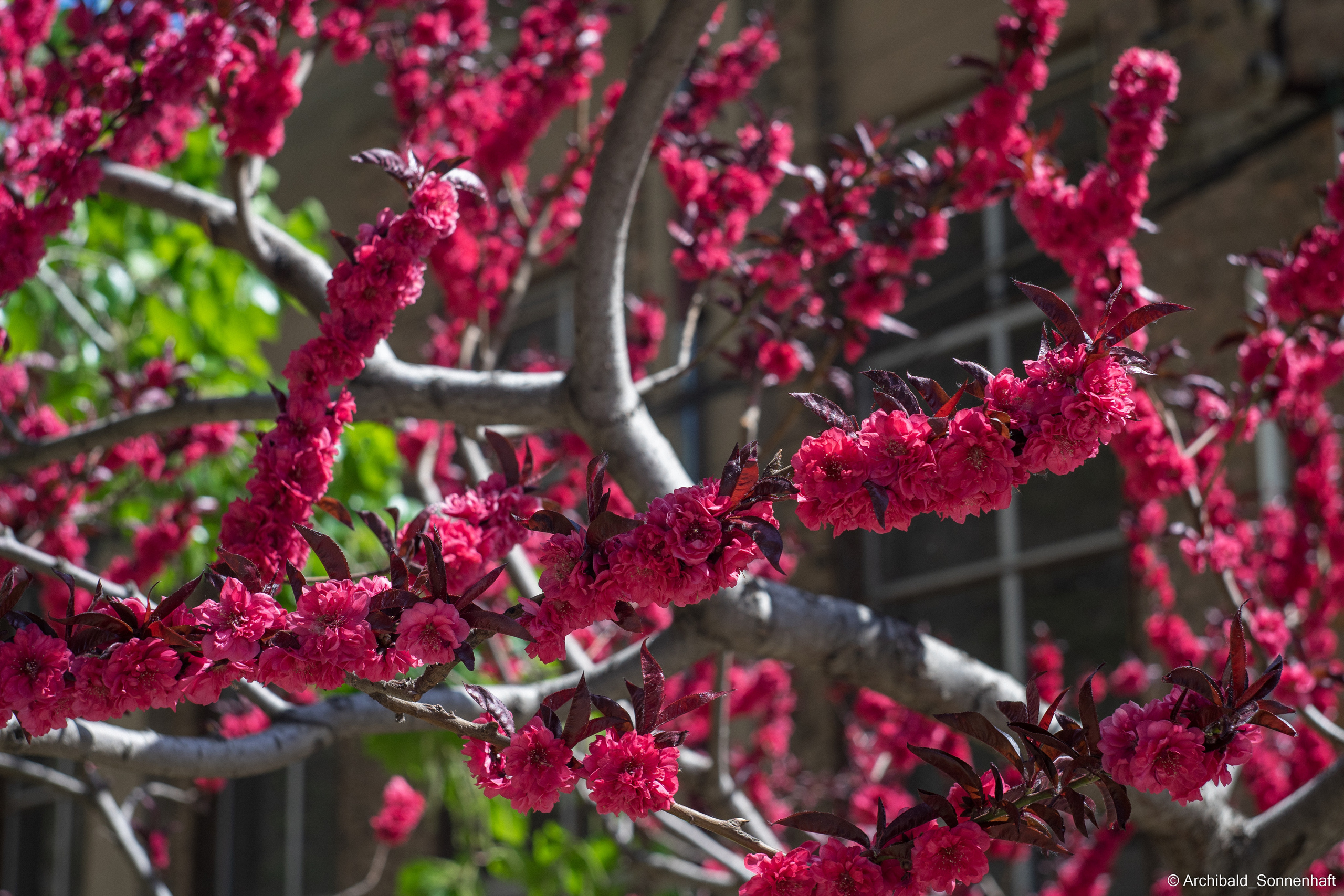 An unexpected walk around the university with my wife and argentine st. Photographer in Guangzhou, China. Archibald Sonnenhaft