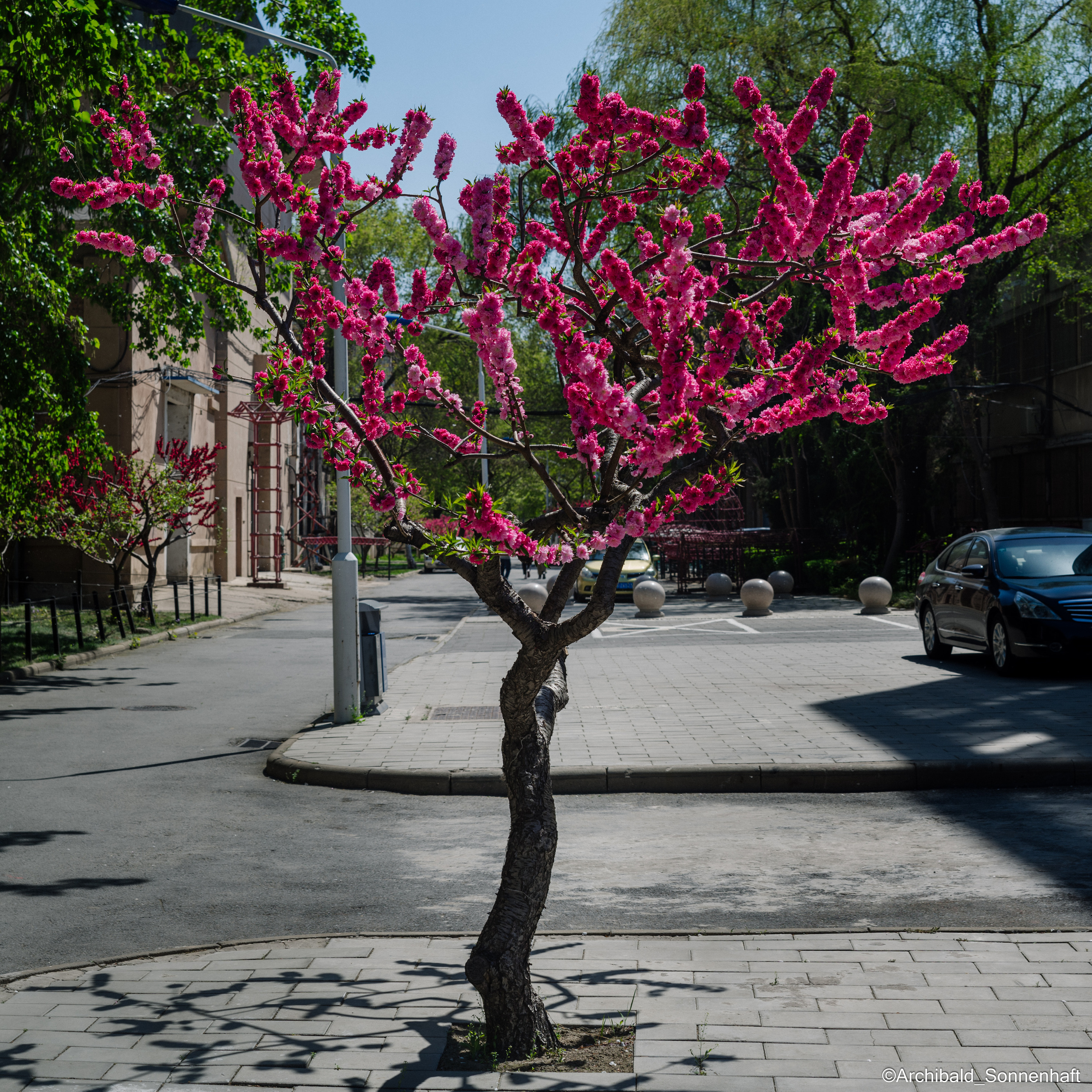 All sorts of leaves and flowers!. Photographer in Guangzhou, China. Archibald Sonnenhaft