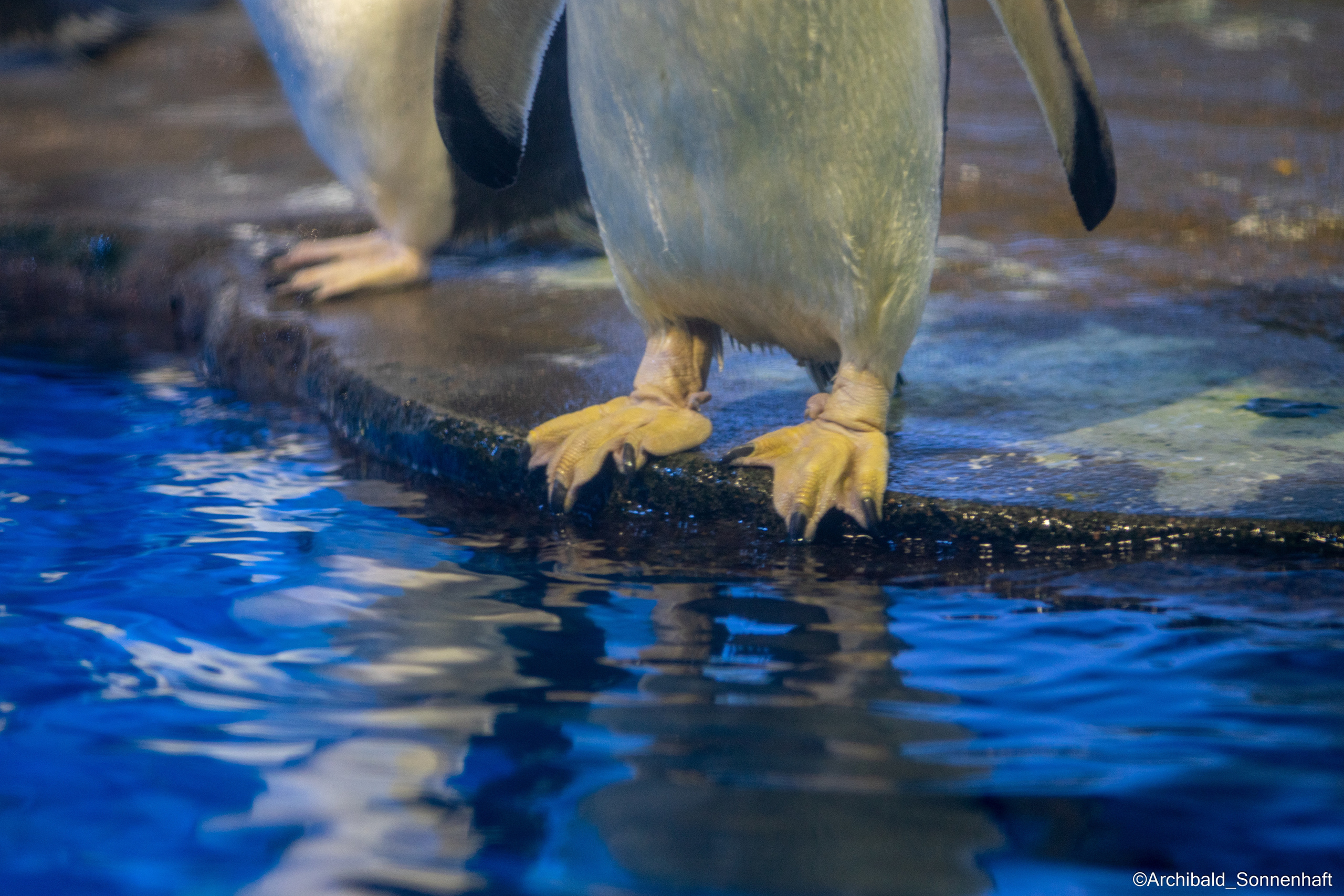 Cats, dogs and other beasts. Photographer in Guangzhou, China. Archibald Sonnenhaft