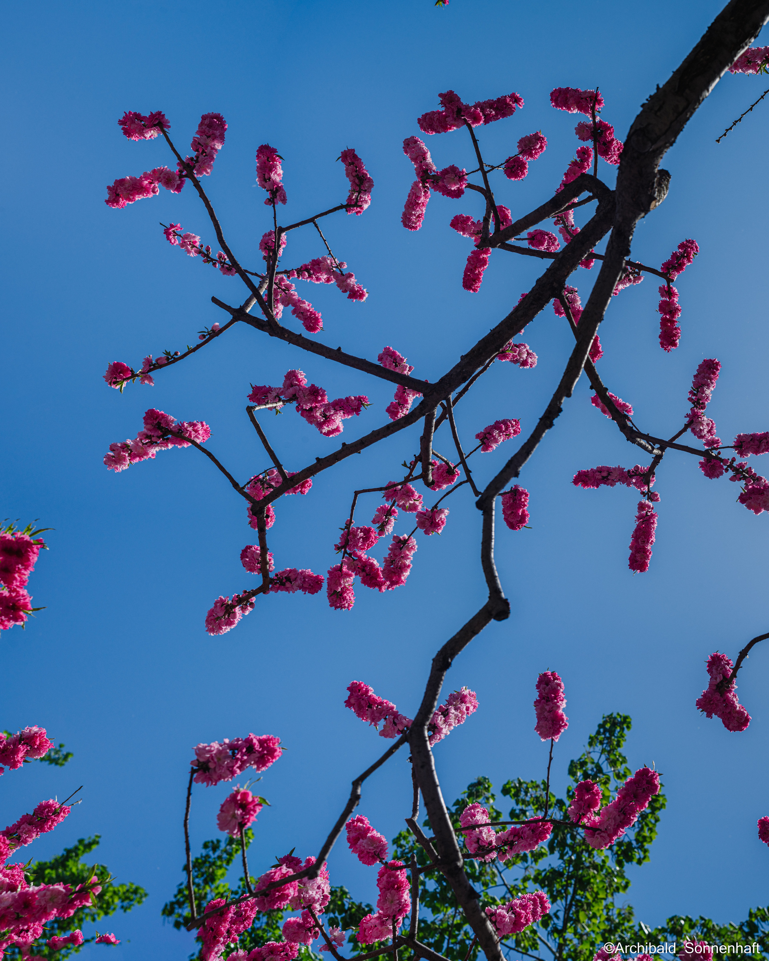 All sorts of leaves and flowers!. Photographer in Guangzhou, China. Archibald Sonnenhaft