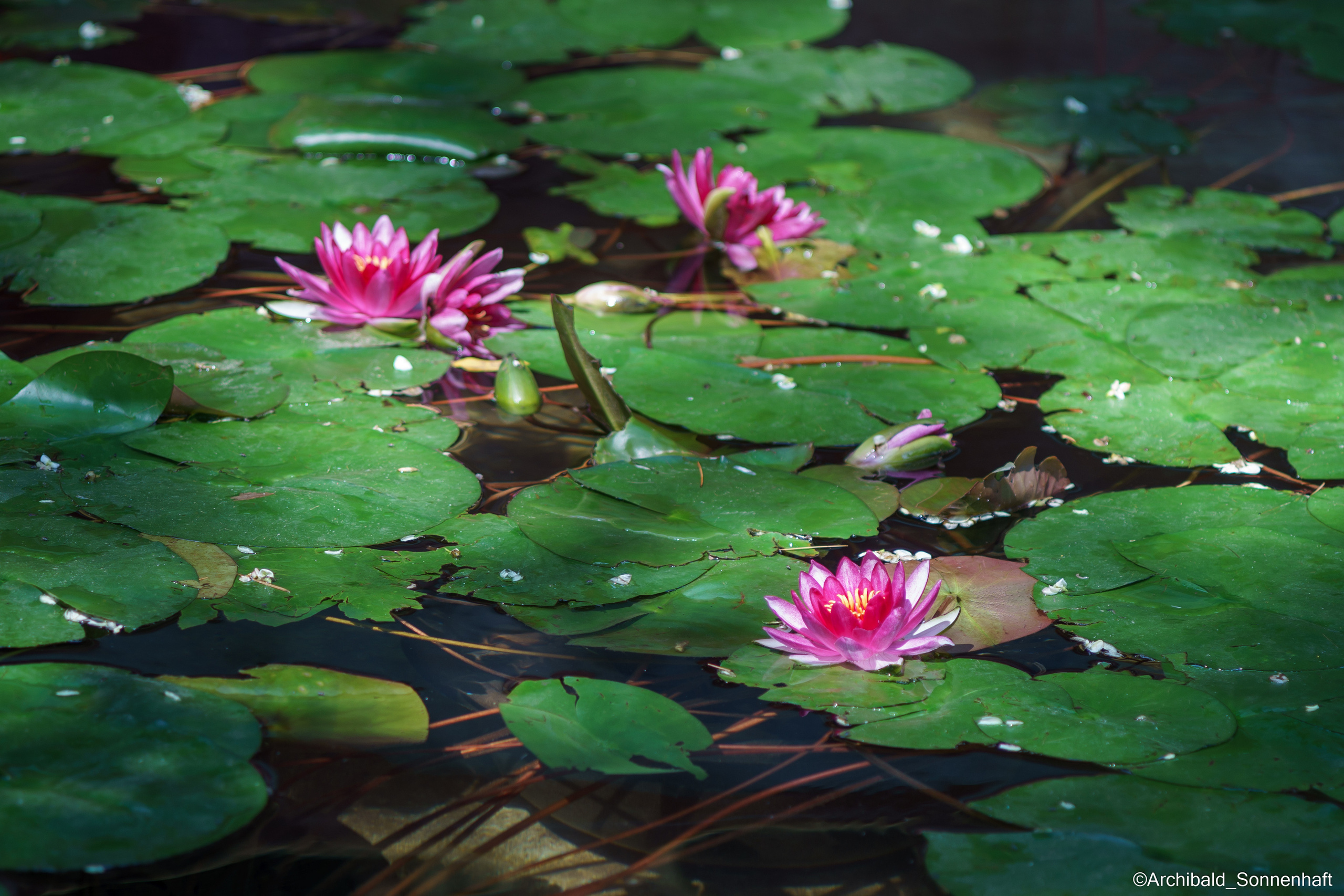 All sorts of leaves and flowers!. Photographer in Guangzhou, China. Archibald Sonnenhaft