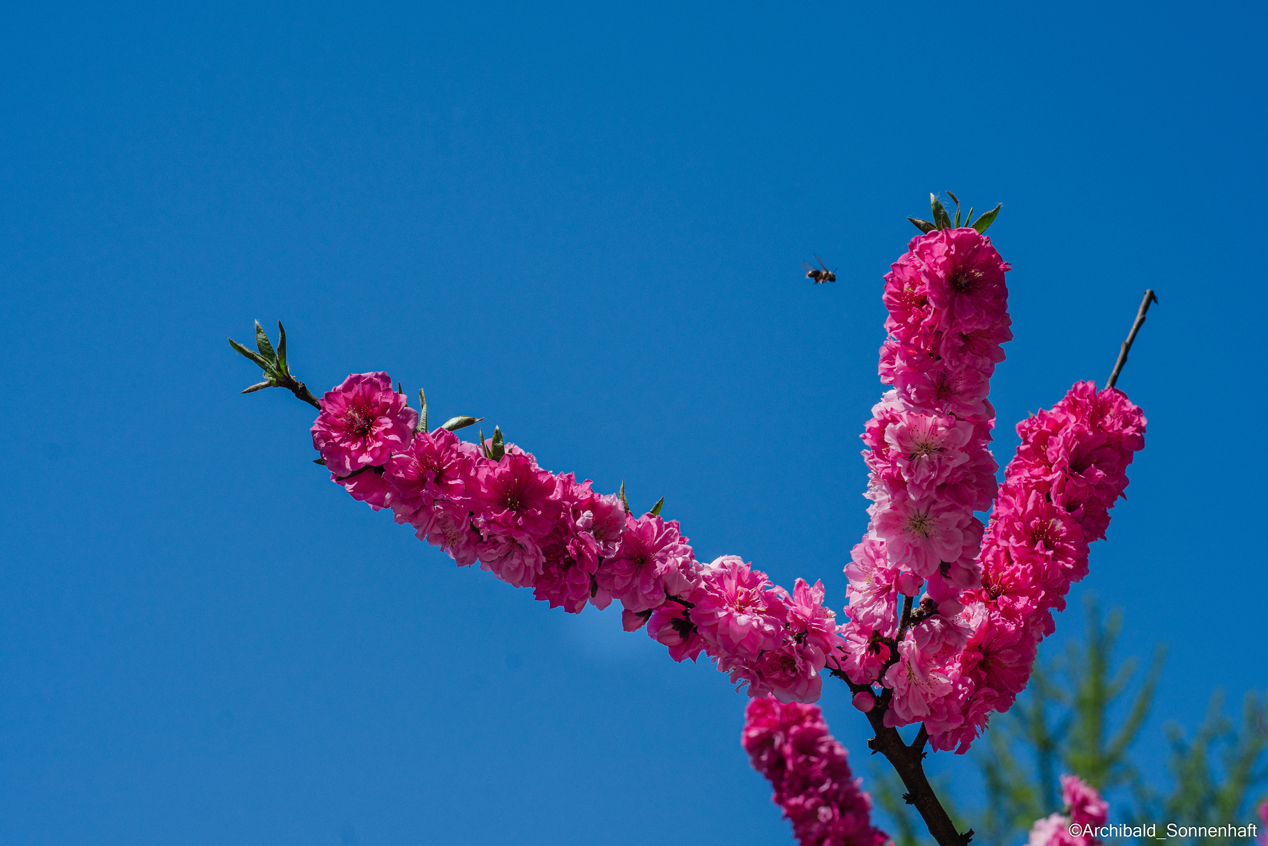 All sorts of leaves and flowers!. Photographer in Guangzhou, China. Archibald Sonnenhaft
