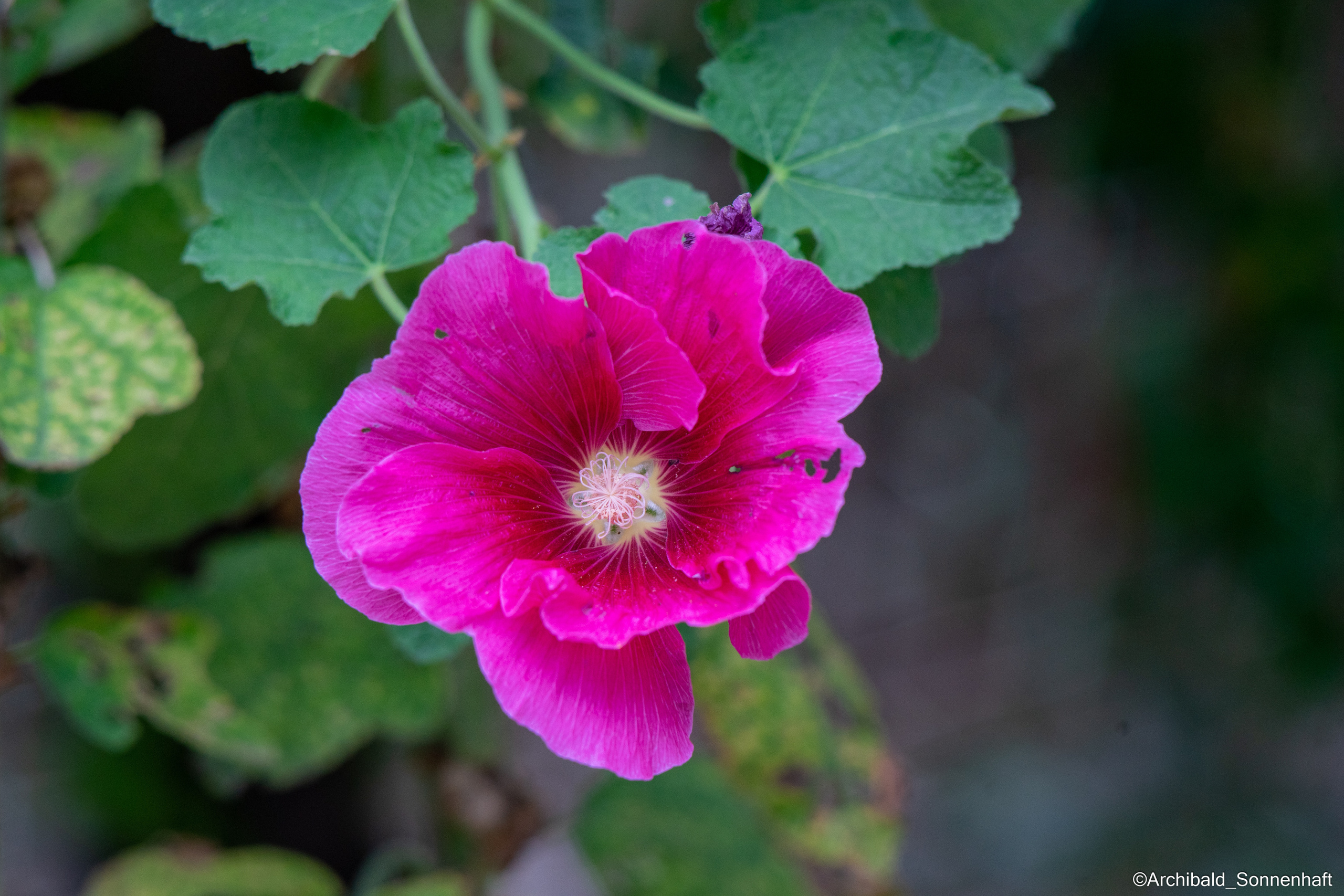 All sorts of leaves and flowers!. Photographer in Guangzhou, China. Archibald Sonnenhaft