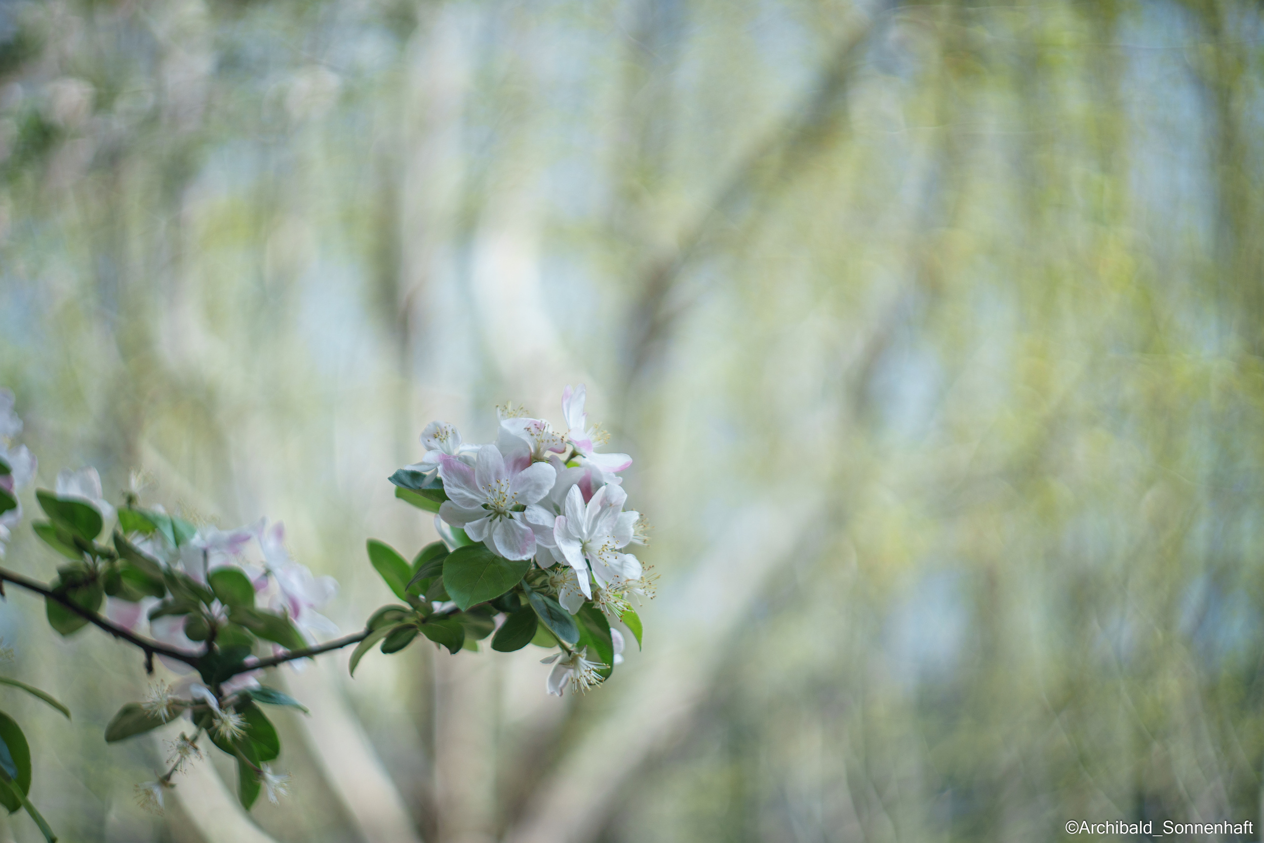 All sorts of leaves and flowers!. Photographer in Guangzhou, China. Archibald Sonnenhaft