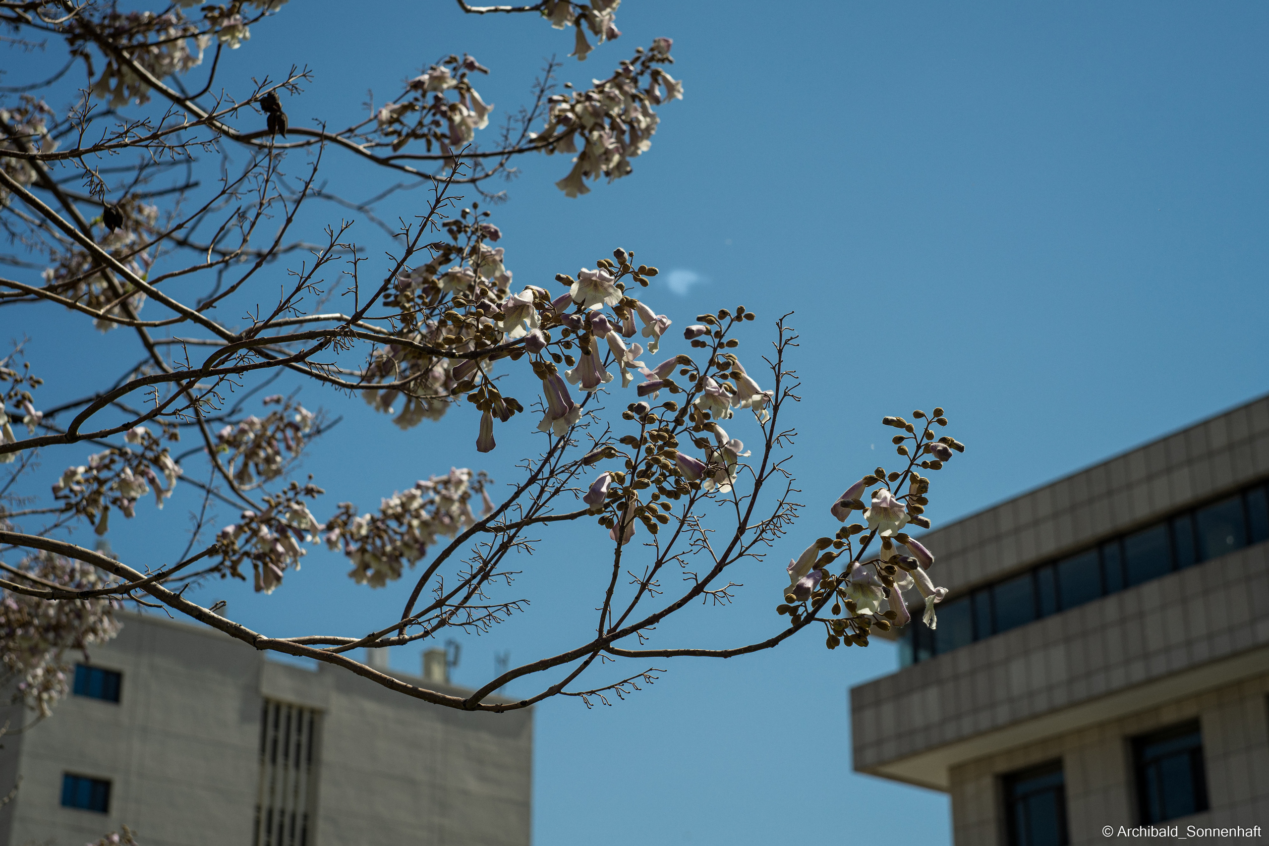 An unexpected walk around the university with my wife and argentine st. Photographer in Guangzhou, China. Archibald Sonnenhaft