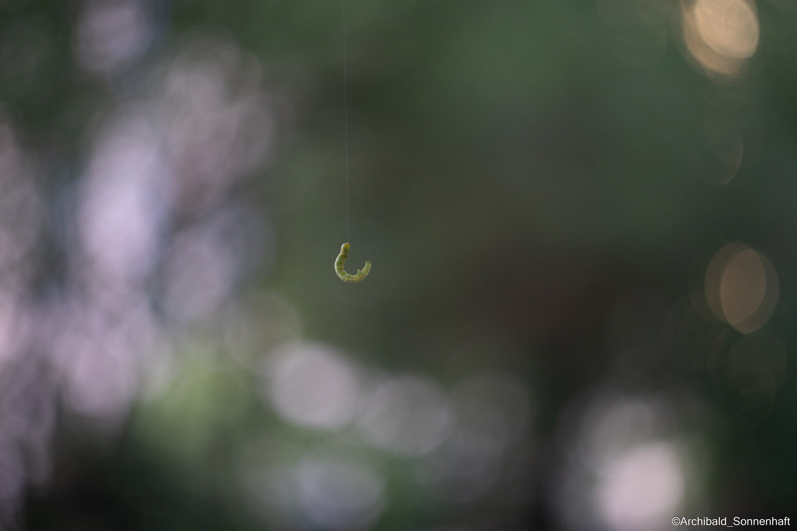 Cats, dogs and other beasts. Photographer in Guangzhou, China. Archibald Sonnenhaft