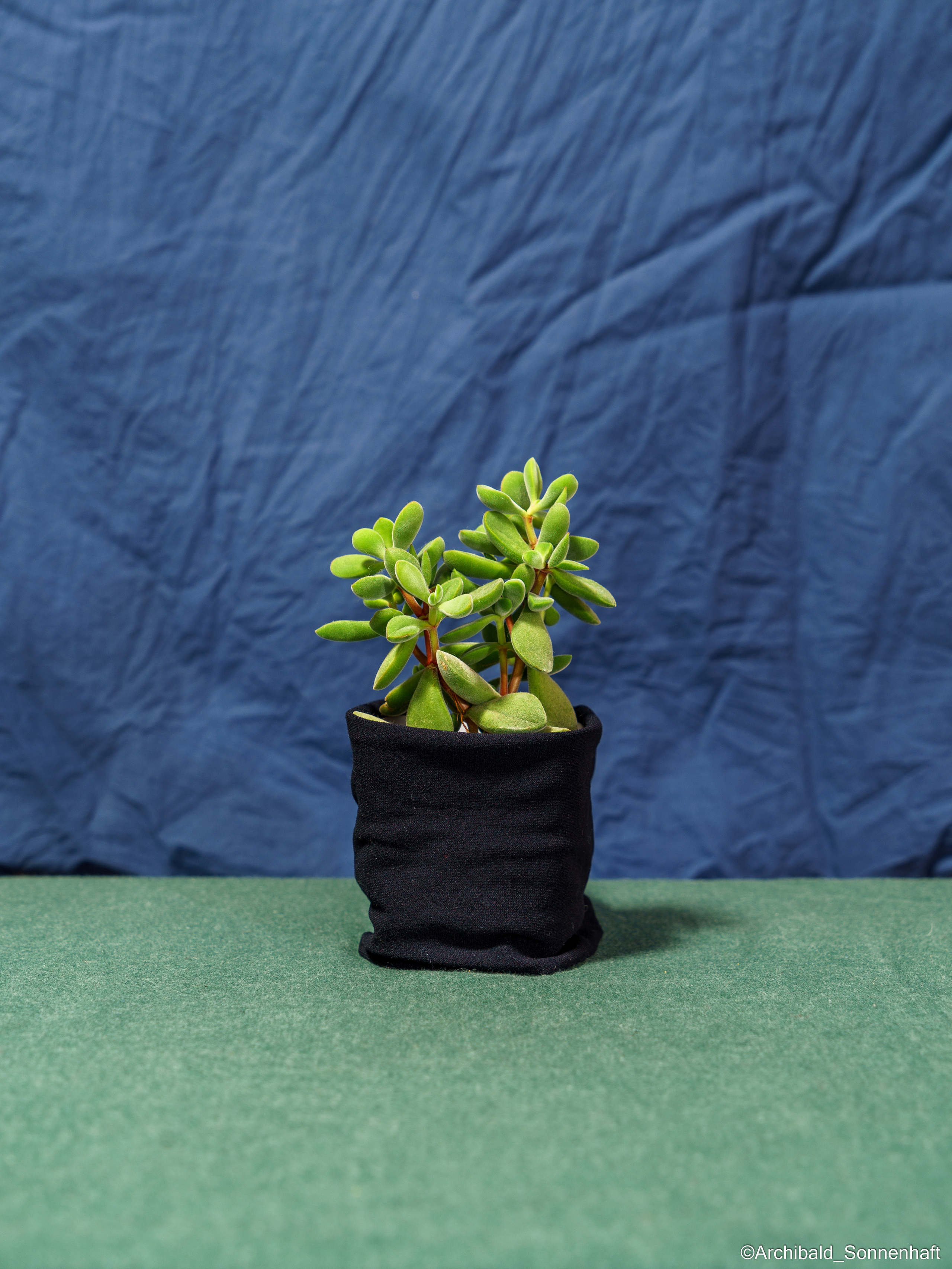 All sorts of leaves and flowers!. Photographer in Guangzhou, China. Archibald Sonnenhaft