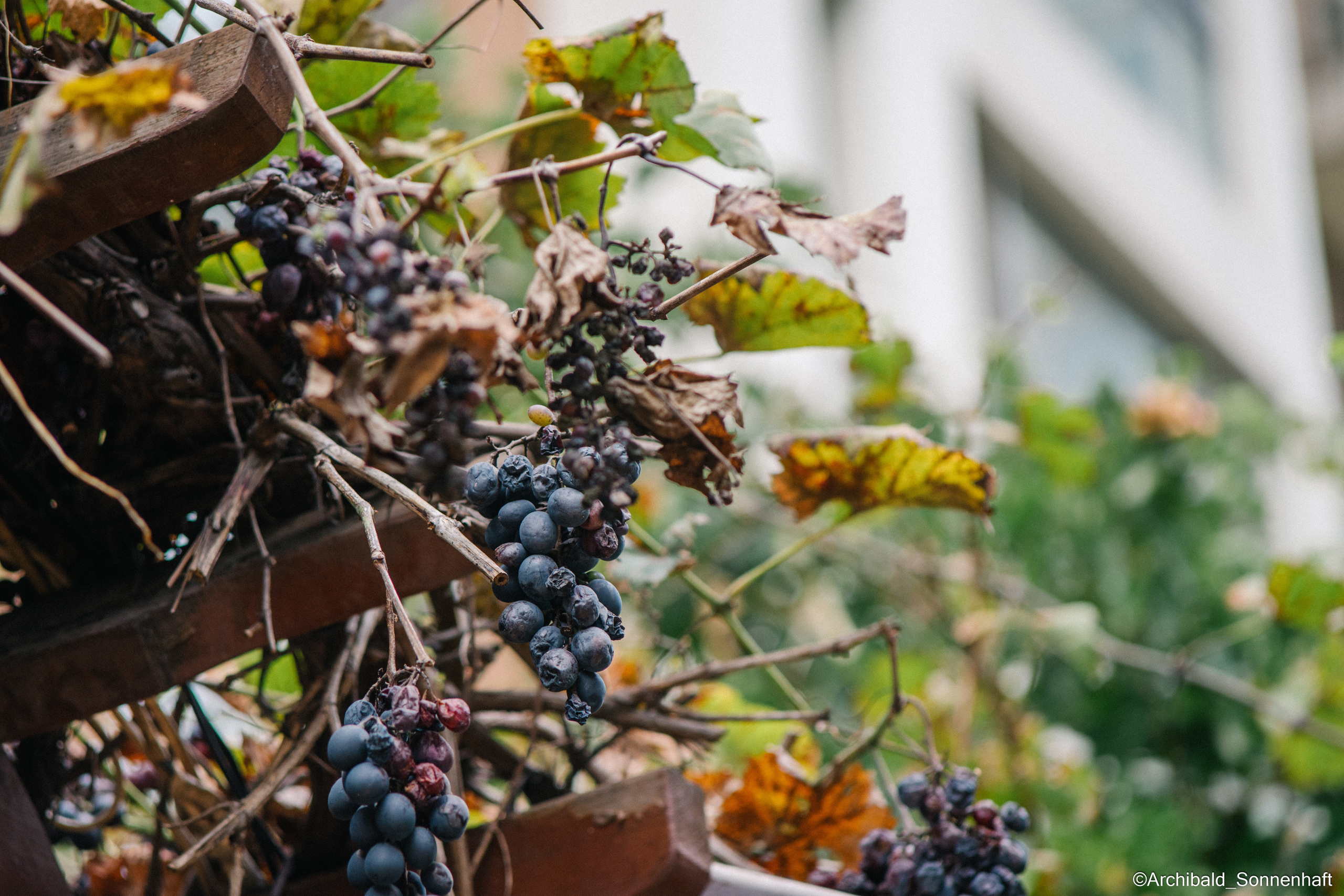 All sorts of leaves and flowers!. Photographer in Guangzhou, China. Archibald Sonnenhaft