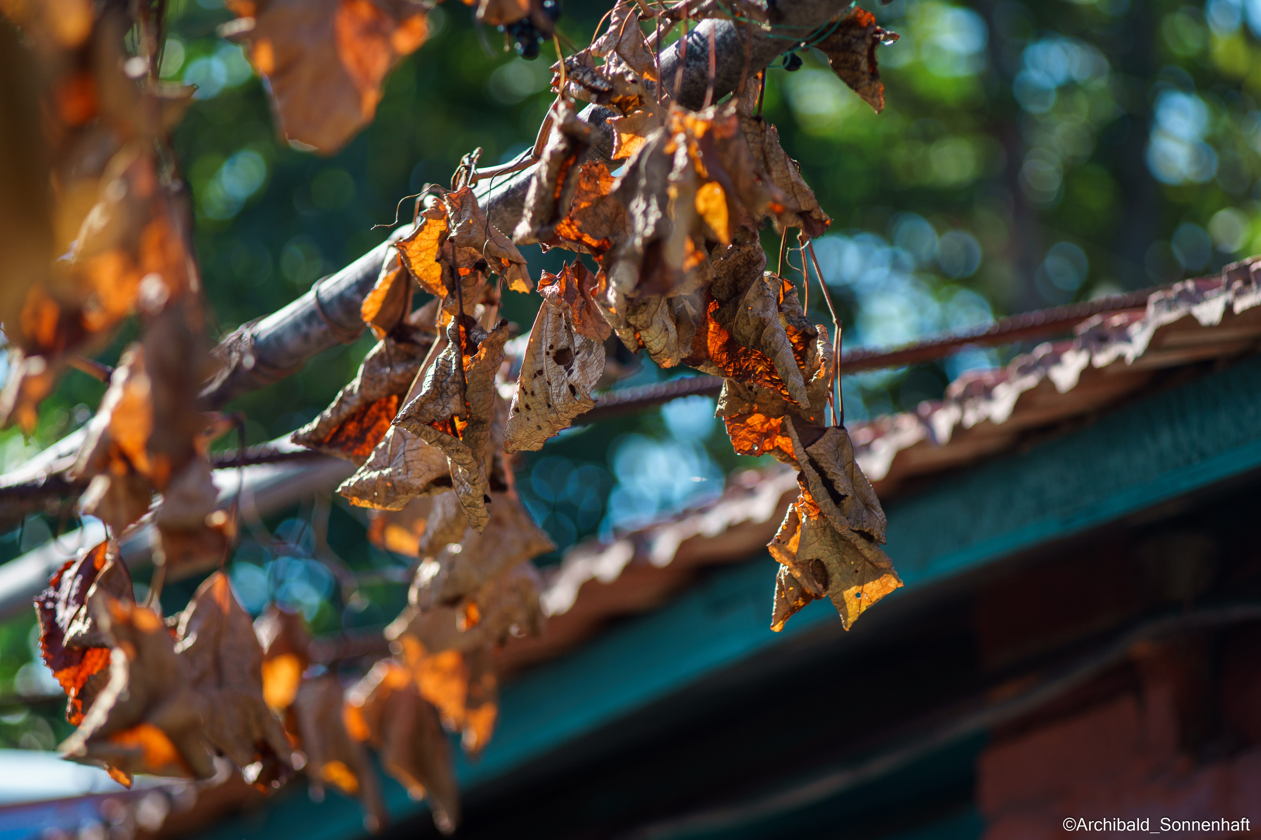 All sorts of leaves and flowers!. Photographer in Guangzhou, China. Archibald Sonnenhaft