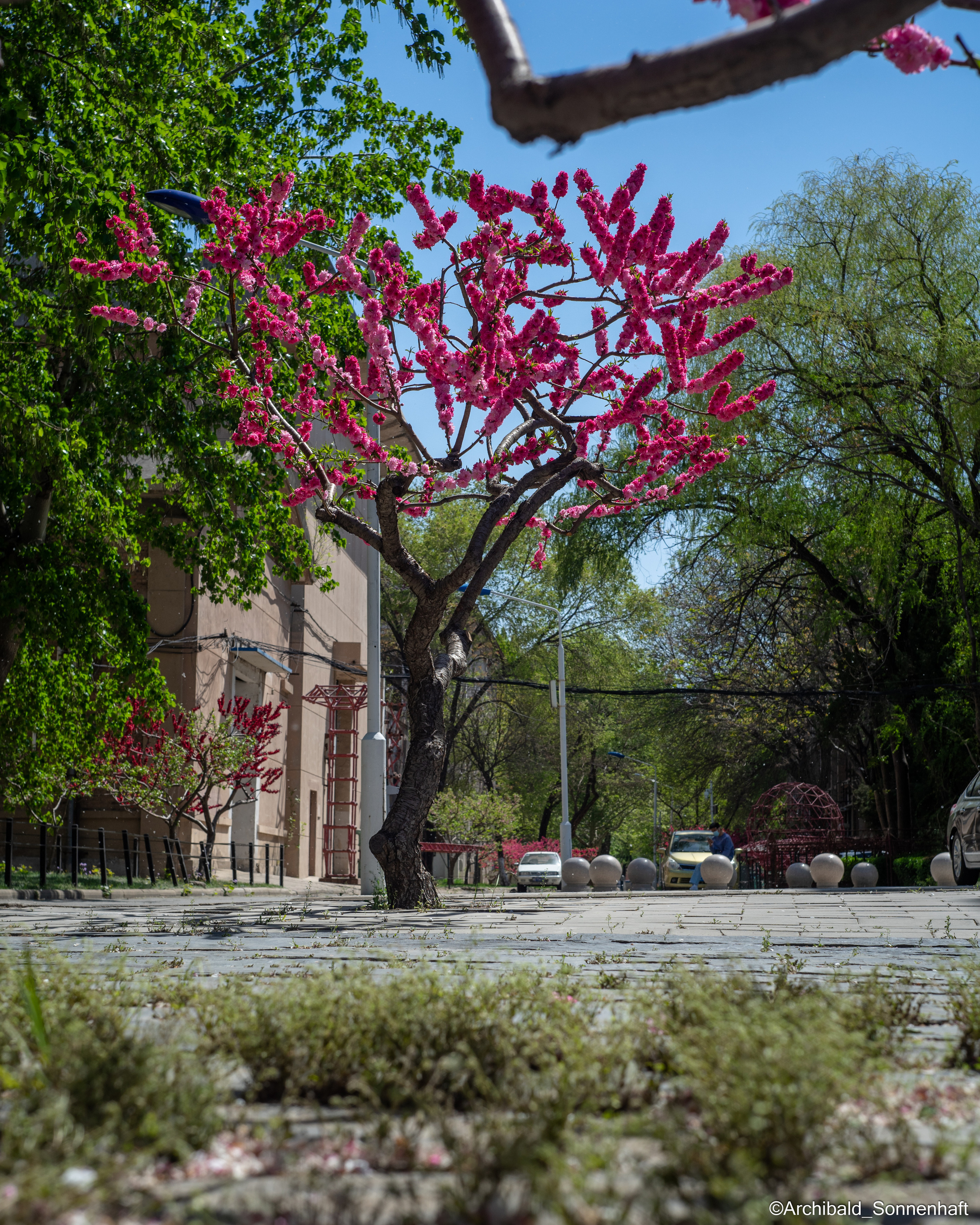All sorts of leaves and flowers!. Photographer in Guangzhou, China. Archibald Sonnenhaft
