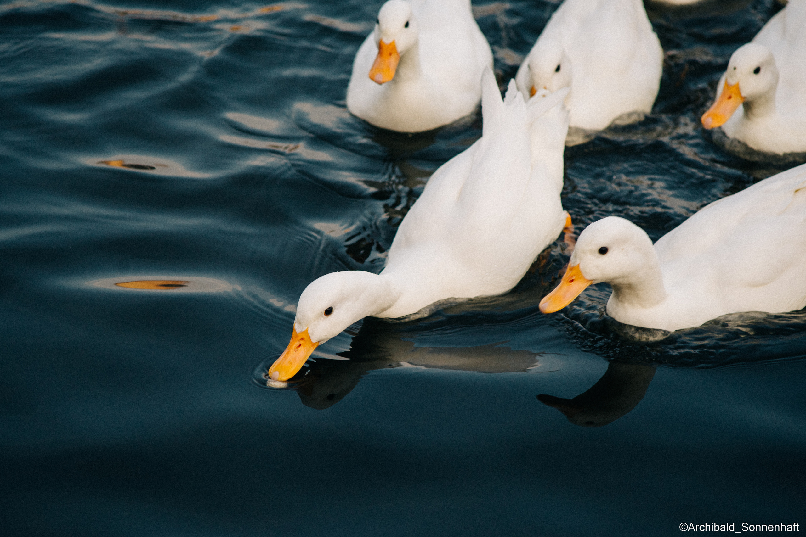Cats, dogs and other beasts. Photographer in Guangzhou, China. Archibald Sonnenhaft
