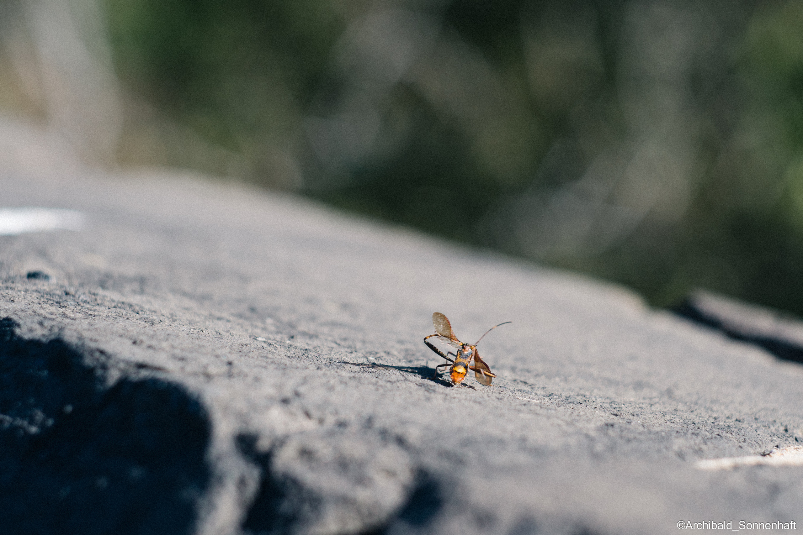 Cats, dogs and other beasts. Photographer in Guangzhou, China. Archibald Sonnenhaft