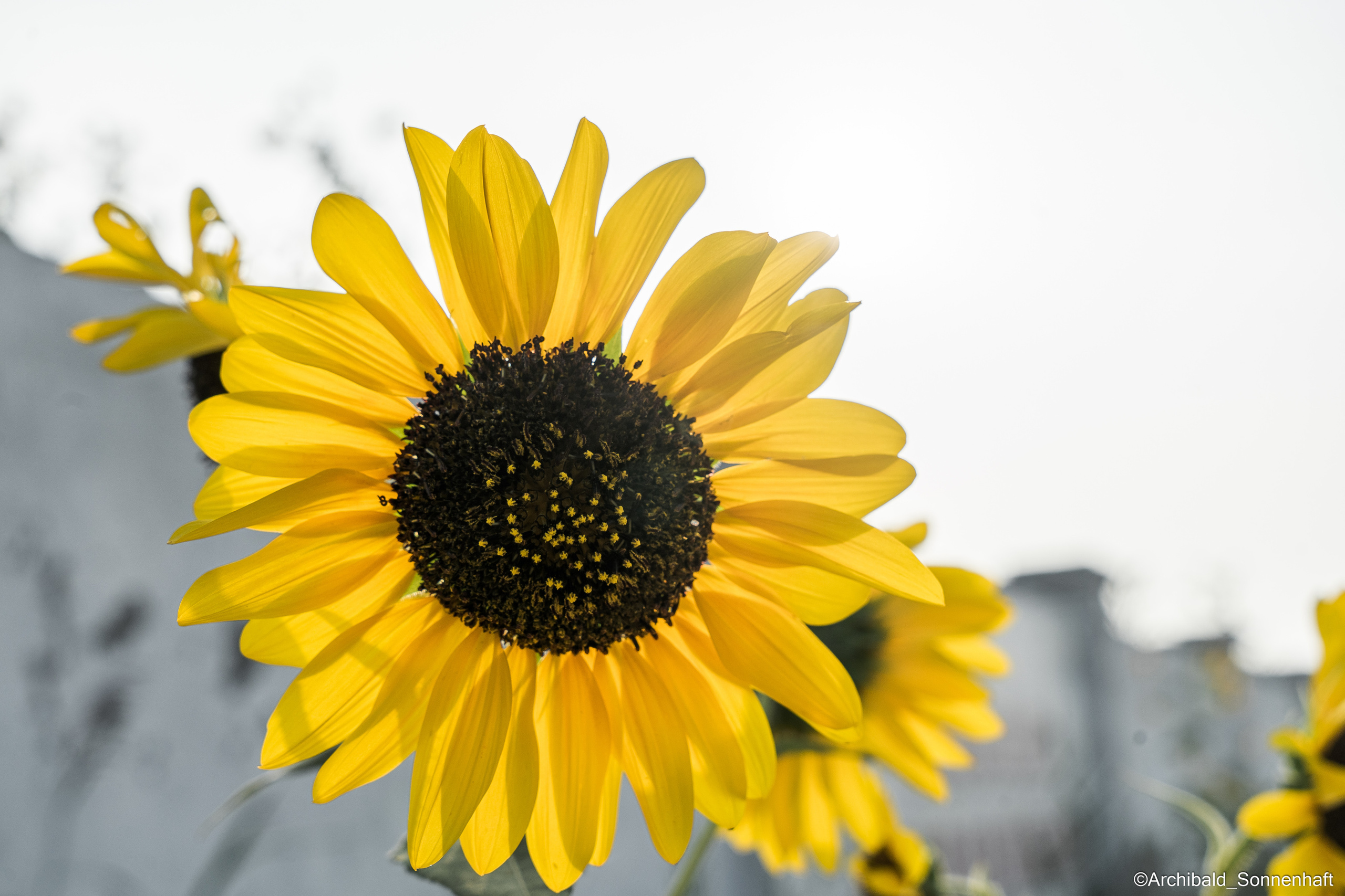 All sorts of leaves and flowers!. Photographer in Guangzhou, China. Archibald Sonnenhaft