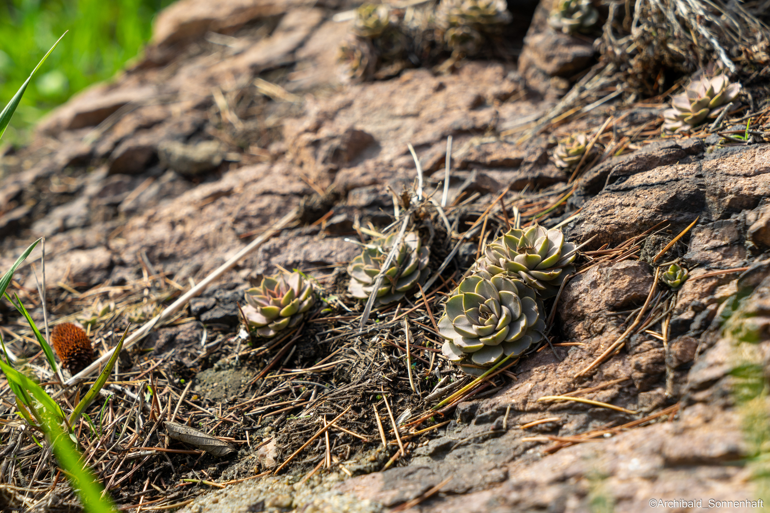 All sorts of leaves and flowers!. Photographer in Guangzhou, China. Archibald Sonnenhaft