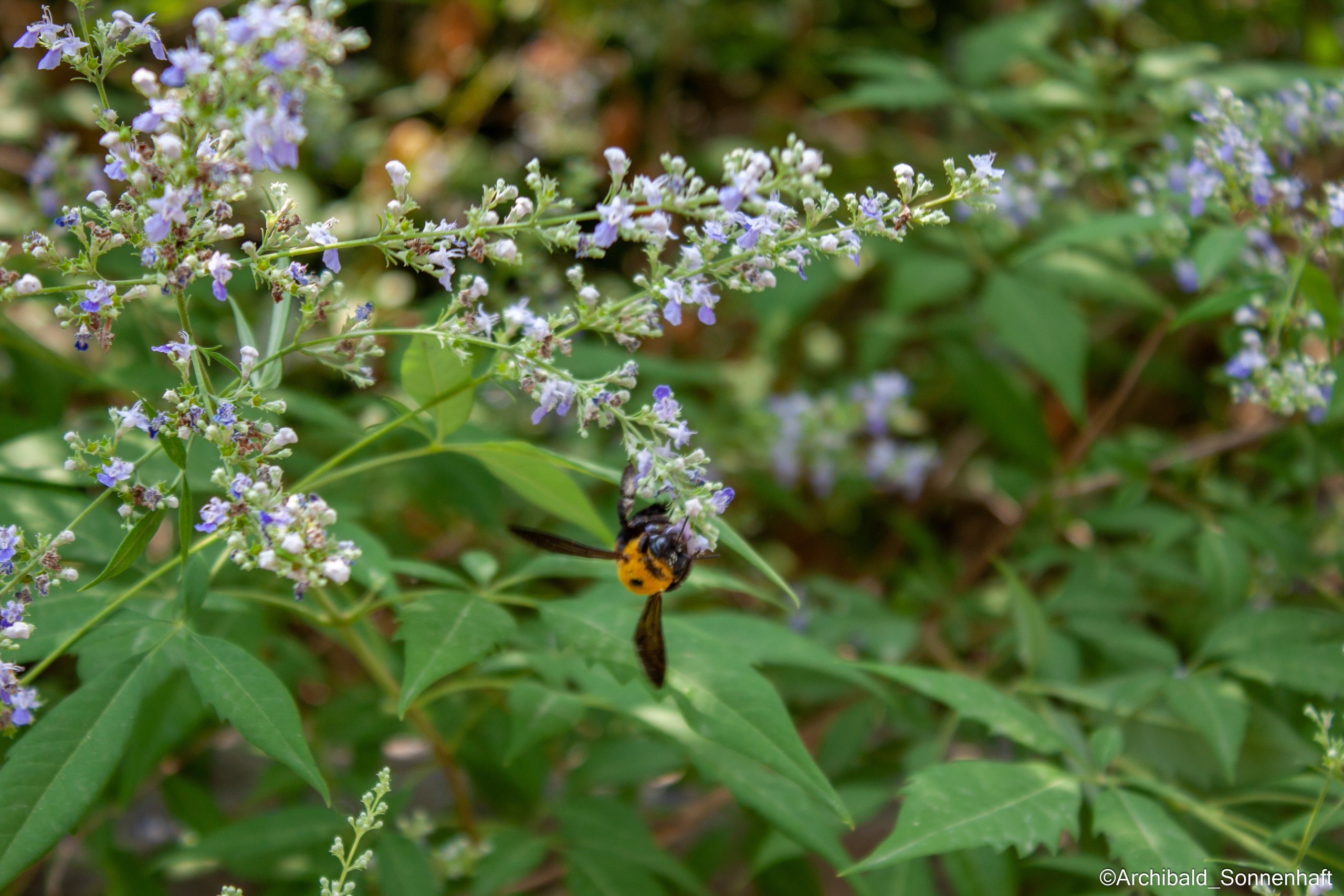 Tennis morning. Photographer in Guangzhou, China. Archibald Sonnenhaft