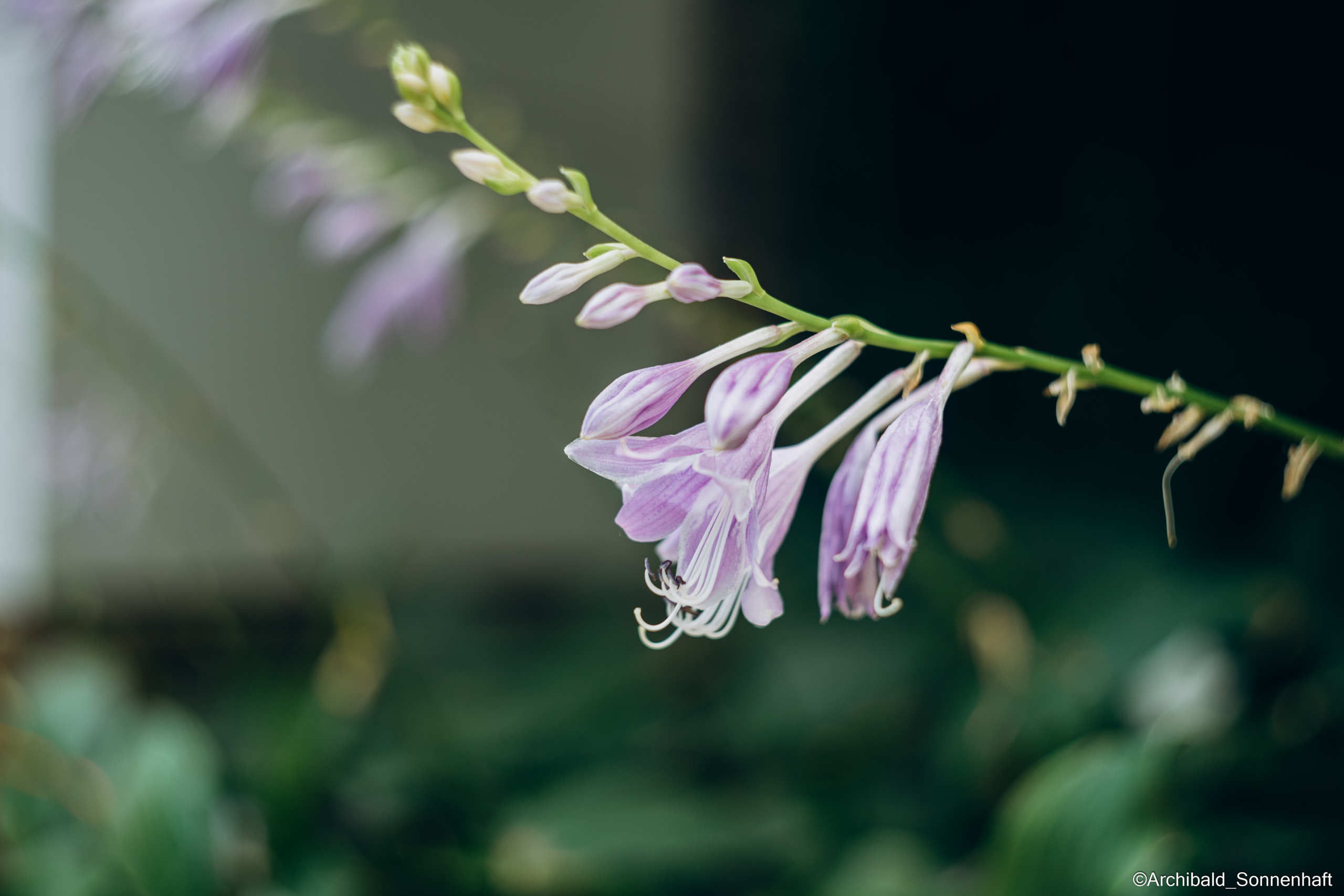All sorts of leaves and flowers!. Photographer in Guangzhou, China. Archibald Sonnenhaft