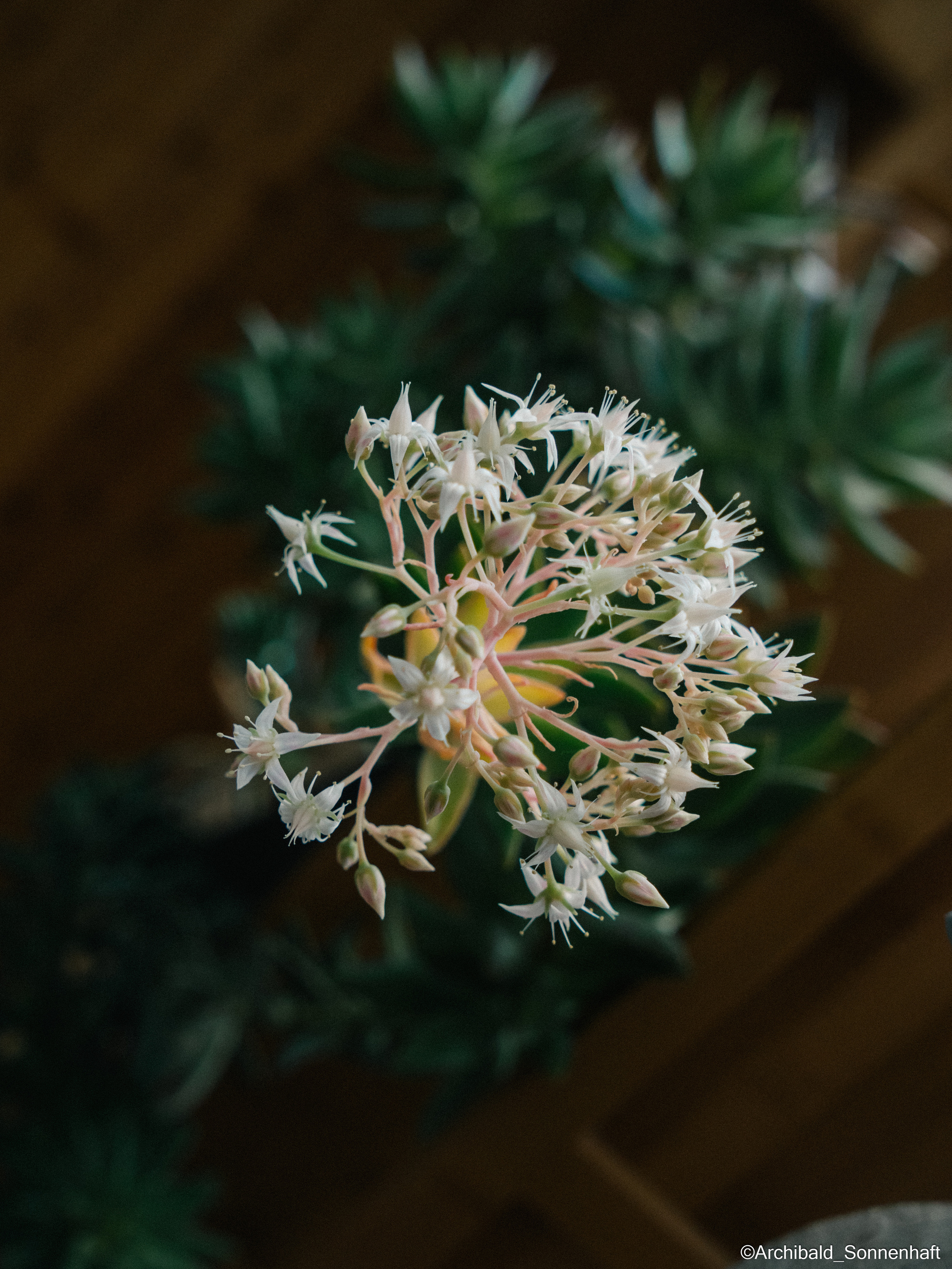 All sorts of leaves and flowers!. Photographer in Guangzhou, China. Archibald Sonnenhaft