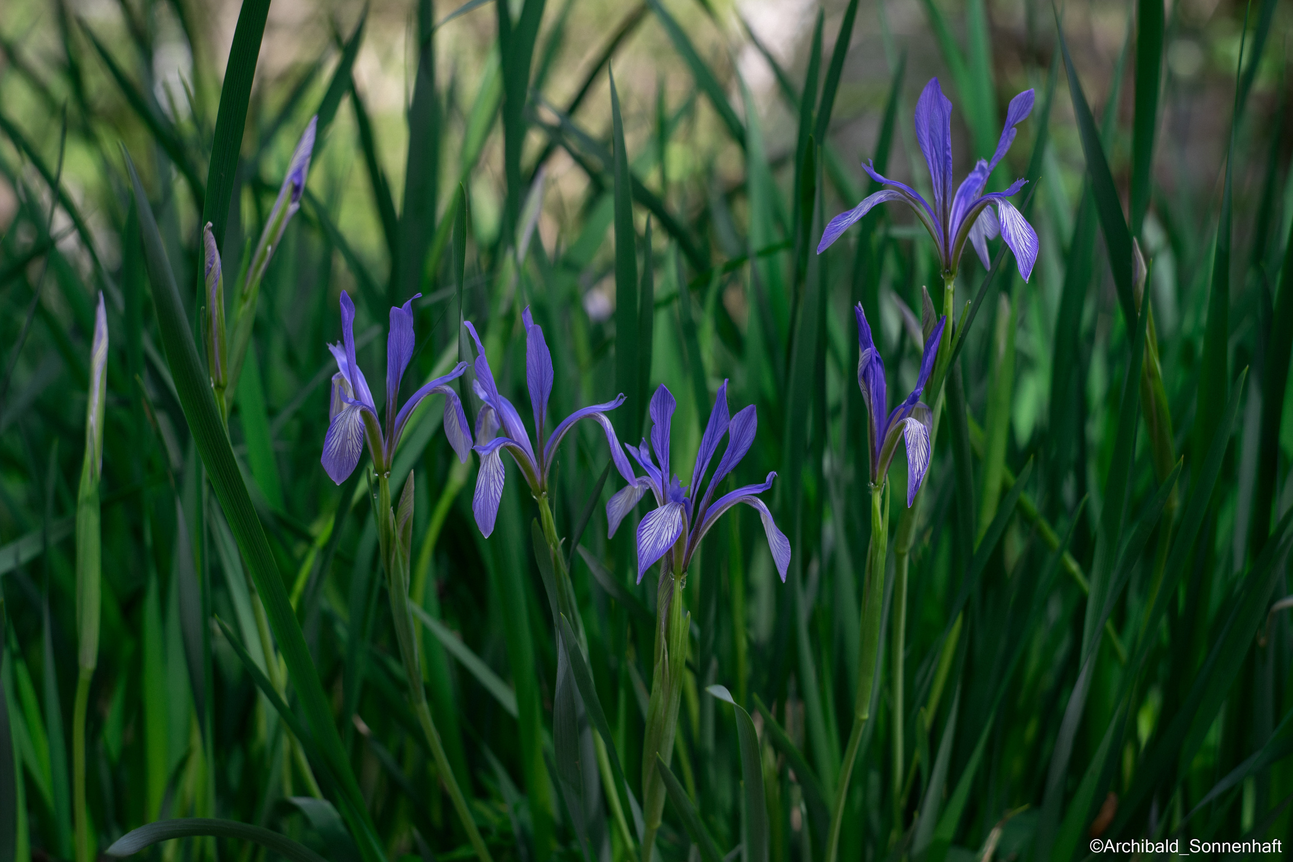 All sorts of leaves and flowers!. Photographer in Guangzhou, China. Archibald Sonnenhaft