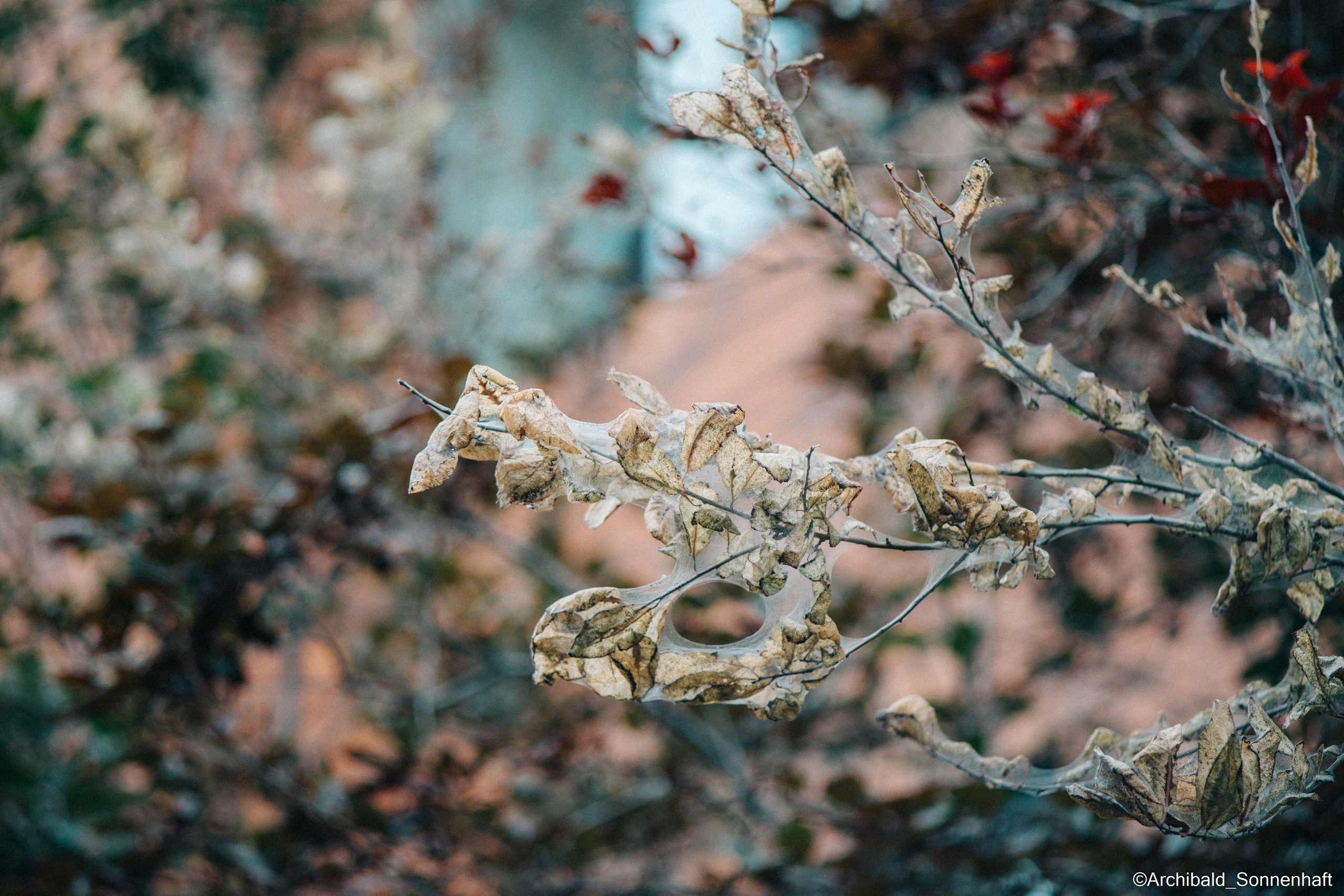 All sorts of leaves and flowers!. Photographer in Guangzhou, China. Archibald Sonnenhaft