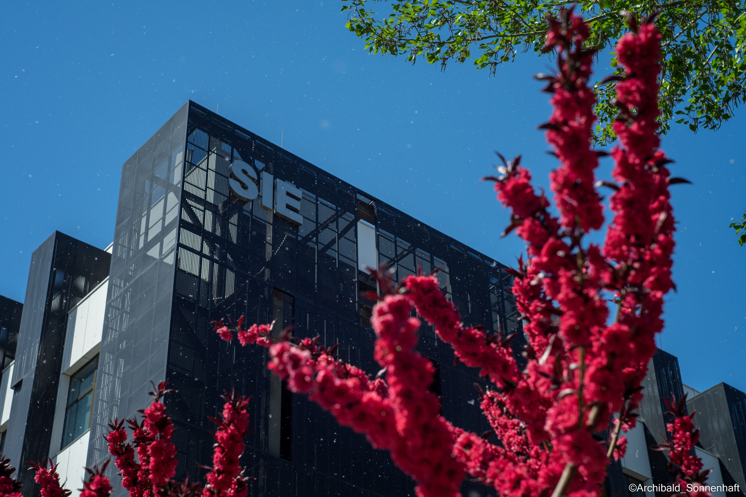 All sorts of leaves and flowers!. Photographer in Guangzhou, China. Archibald Sonnenhaft