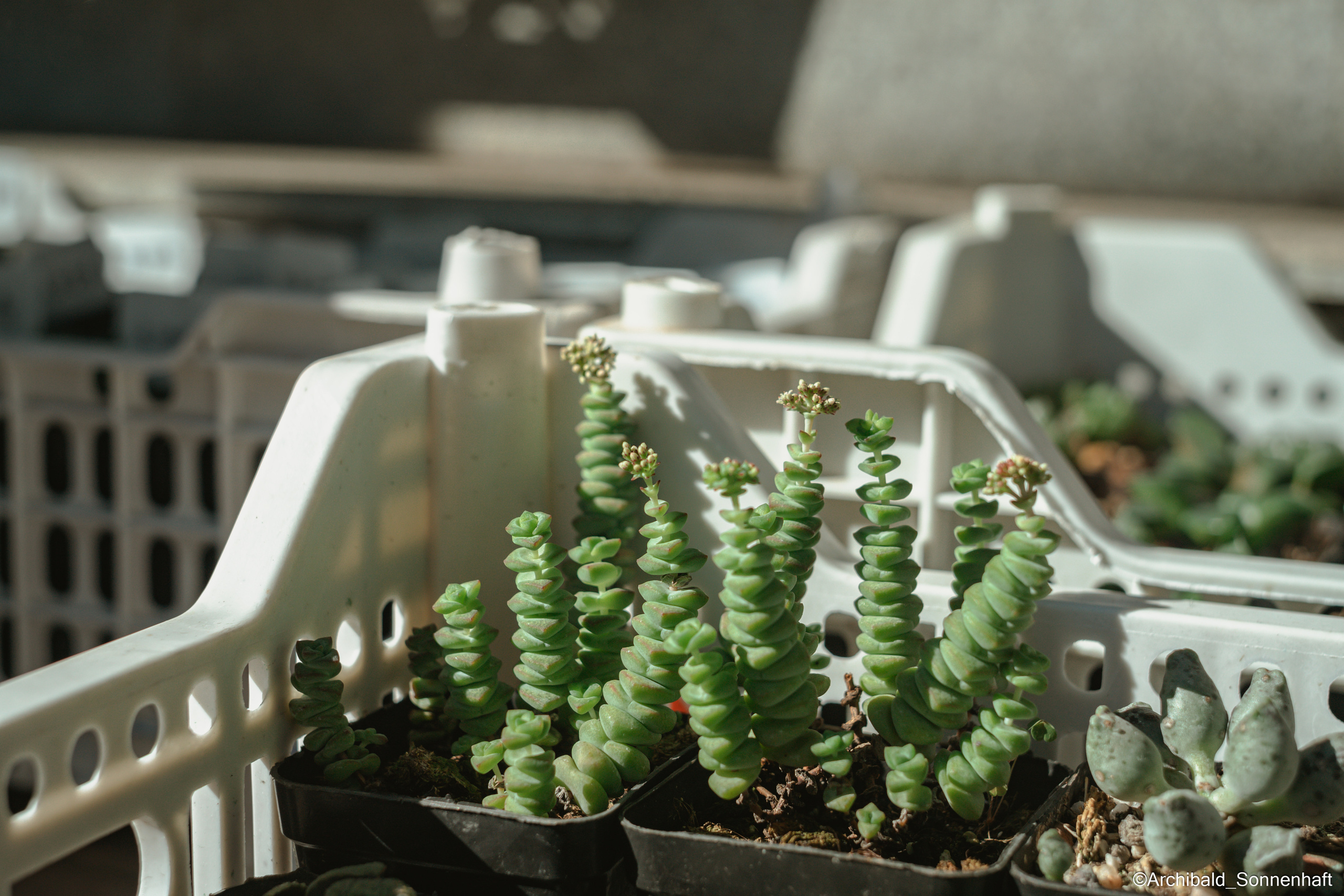 All sorts of leaves and flowers!. Photographer in Guangzhou, China. Archibald Sonnenhaft