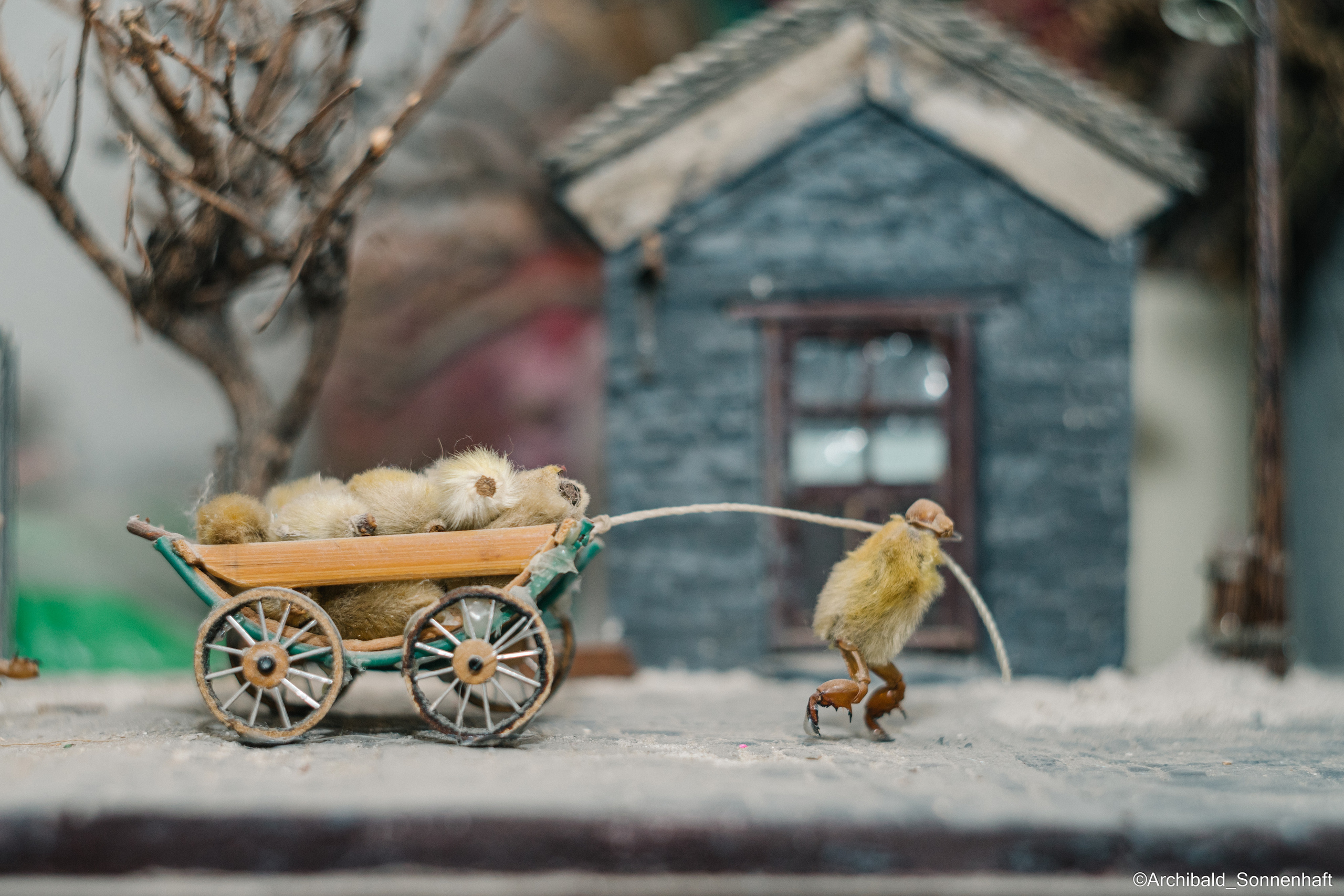 Tianjin specialty “hairy monkey”. Photographer in Guangzhou, China. Archibald Sonnenhaft