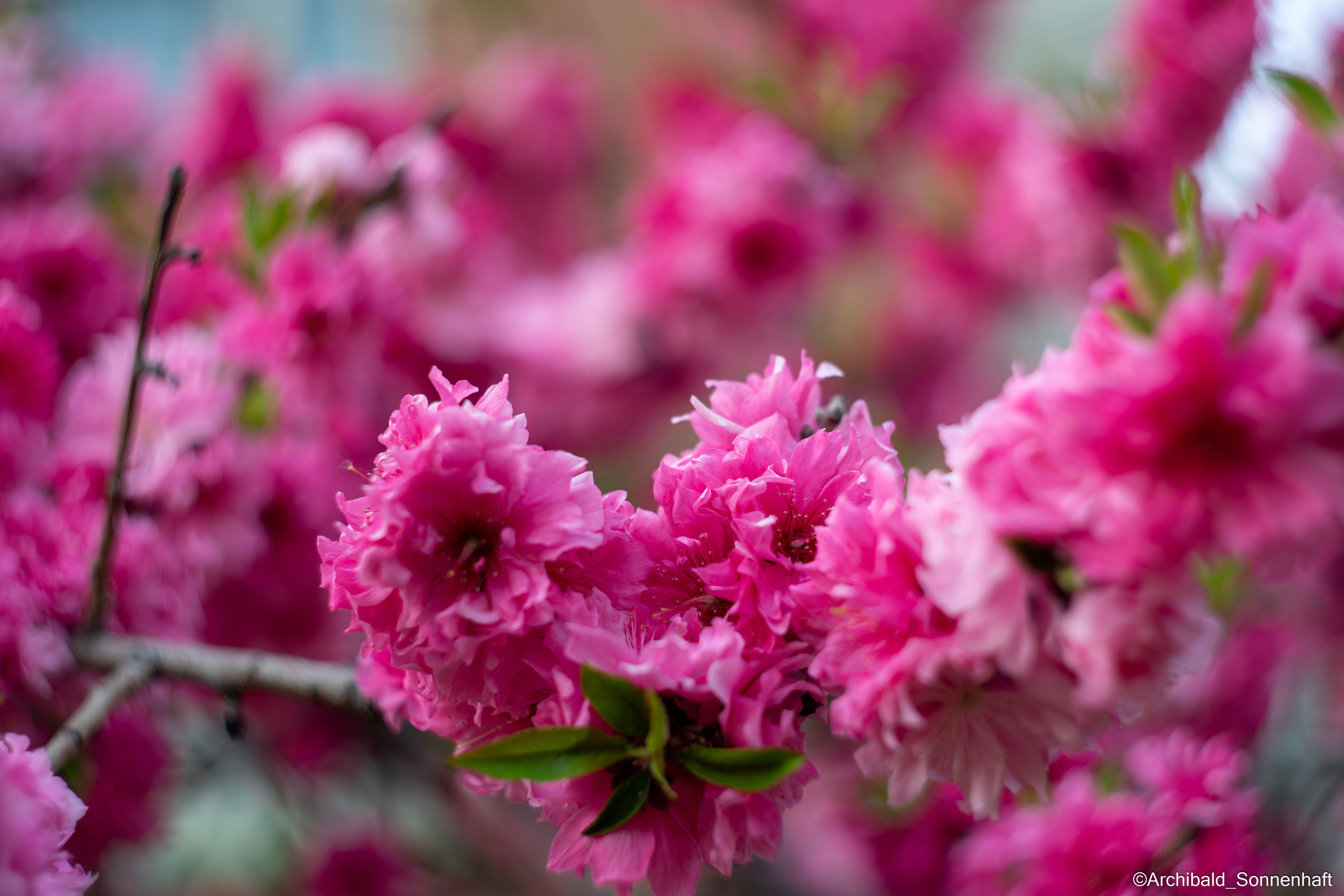 All sorts of leaves and flowers!. Photographer in Guangzhou, China. Archibald Sonnenhaft