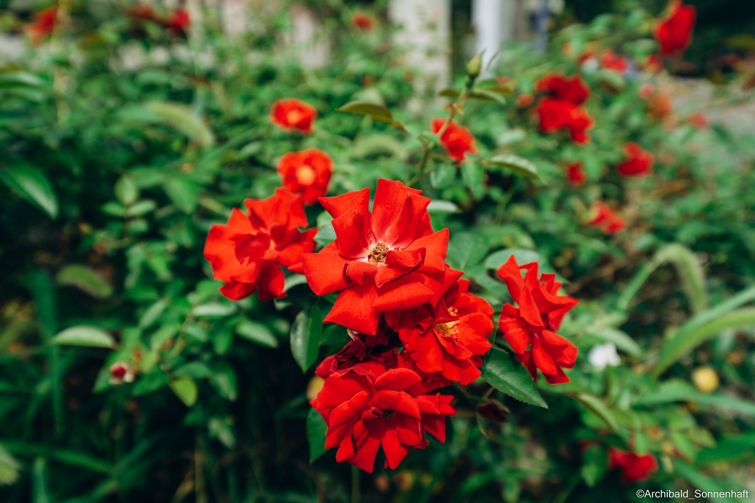 All sorts of leaves and flowers!. Photographer in Guangzhou, China. Archibald Sonnenhaft