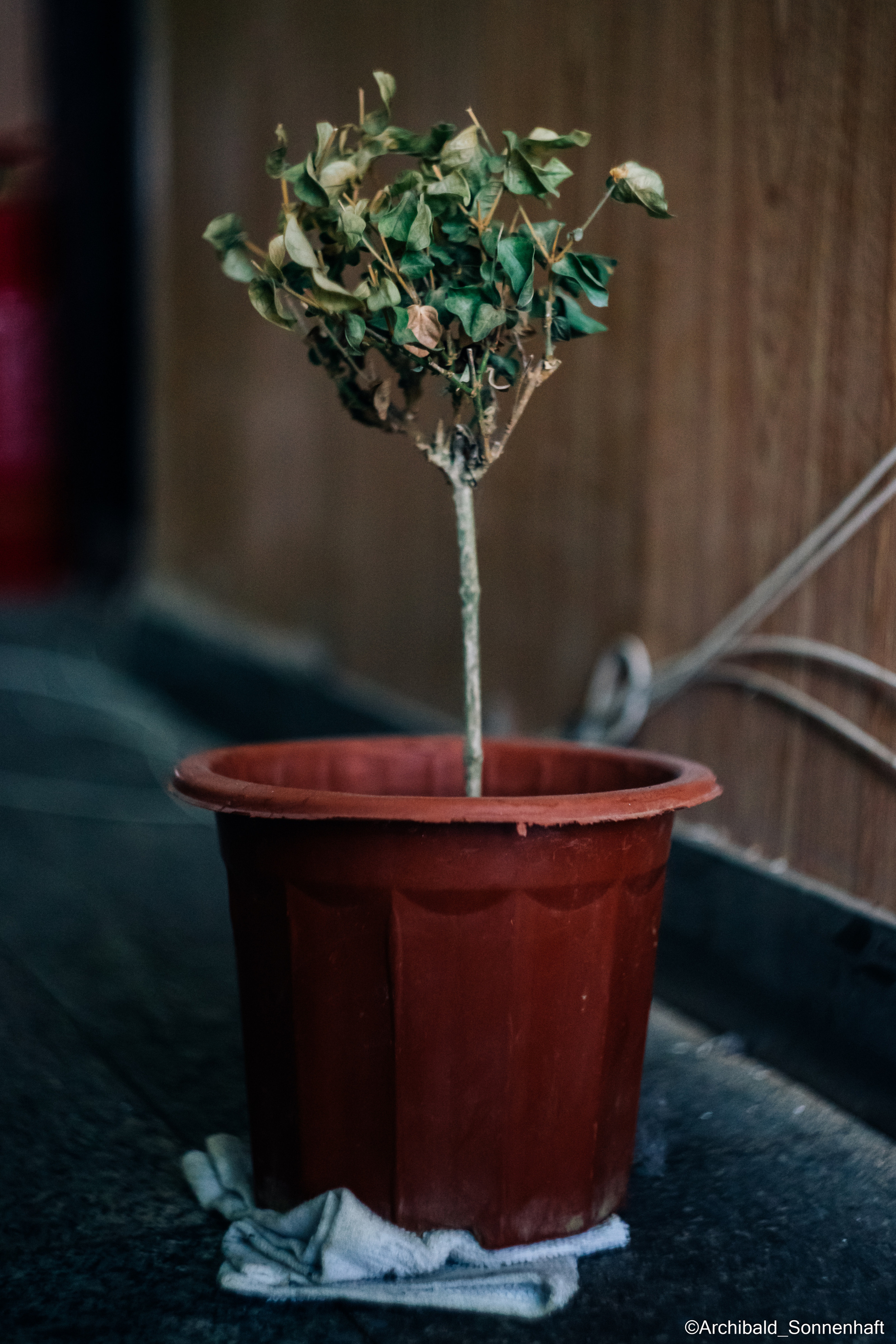All sorts of leaves and flowers!. Photographer in Guangzhou, China. Archibald Sonnenhaft