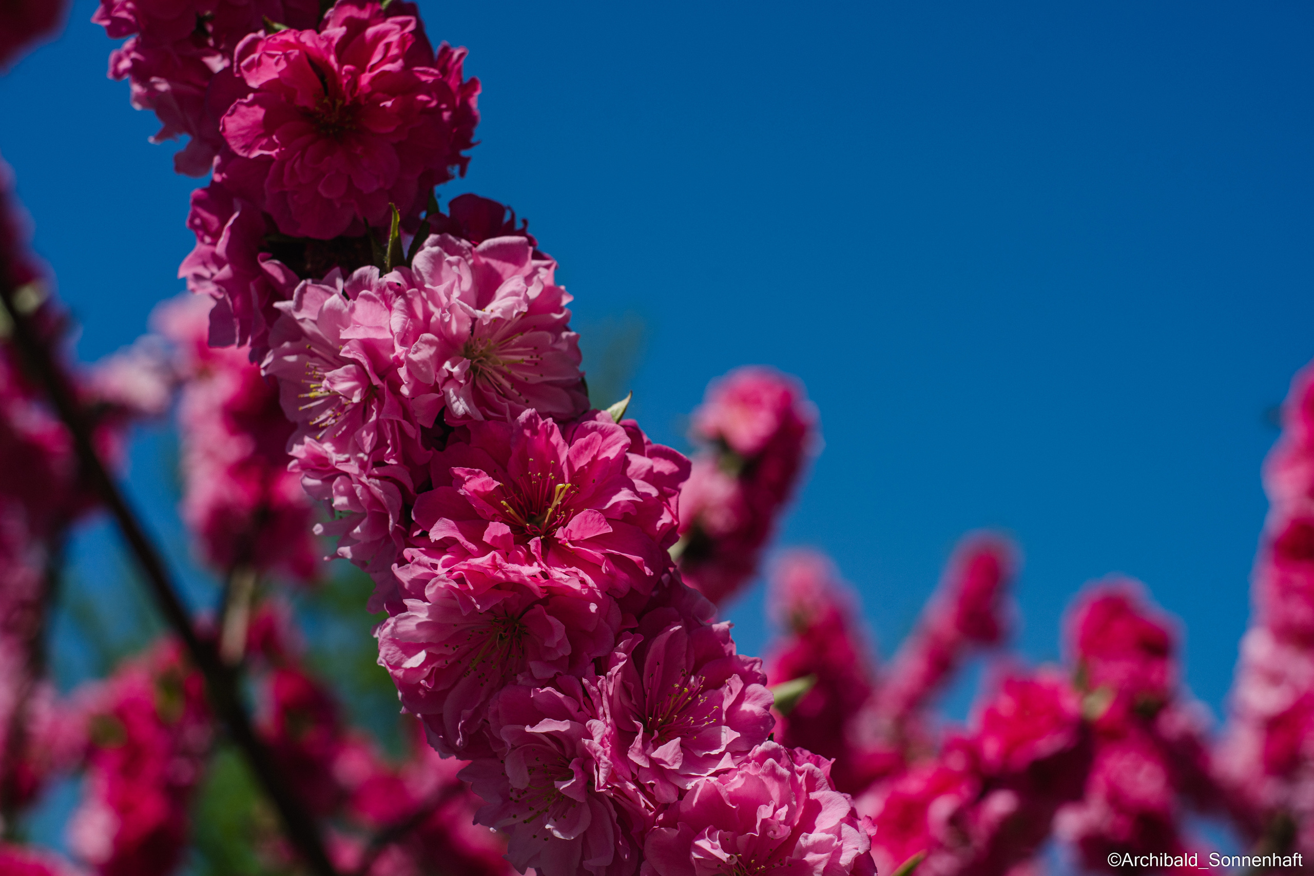All sorts of leaves and flowers!. Photographer in Guangzhou, China. Archibald Sonnenhaft