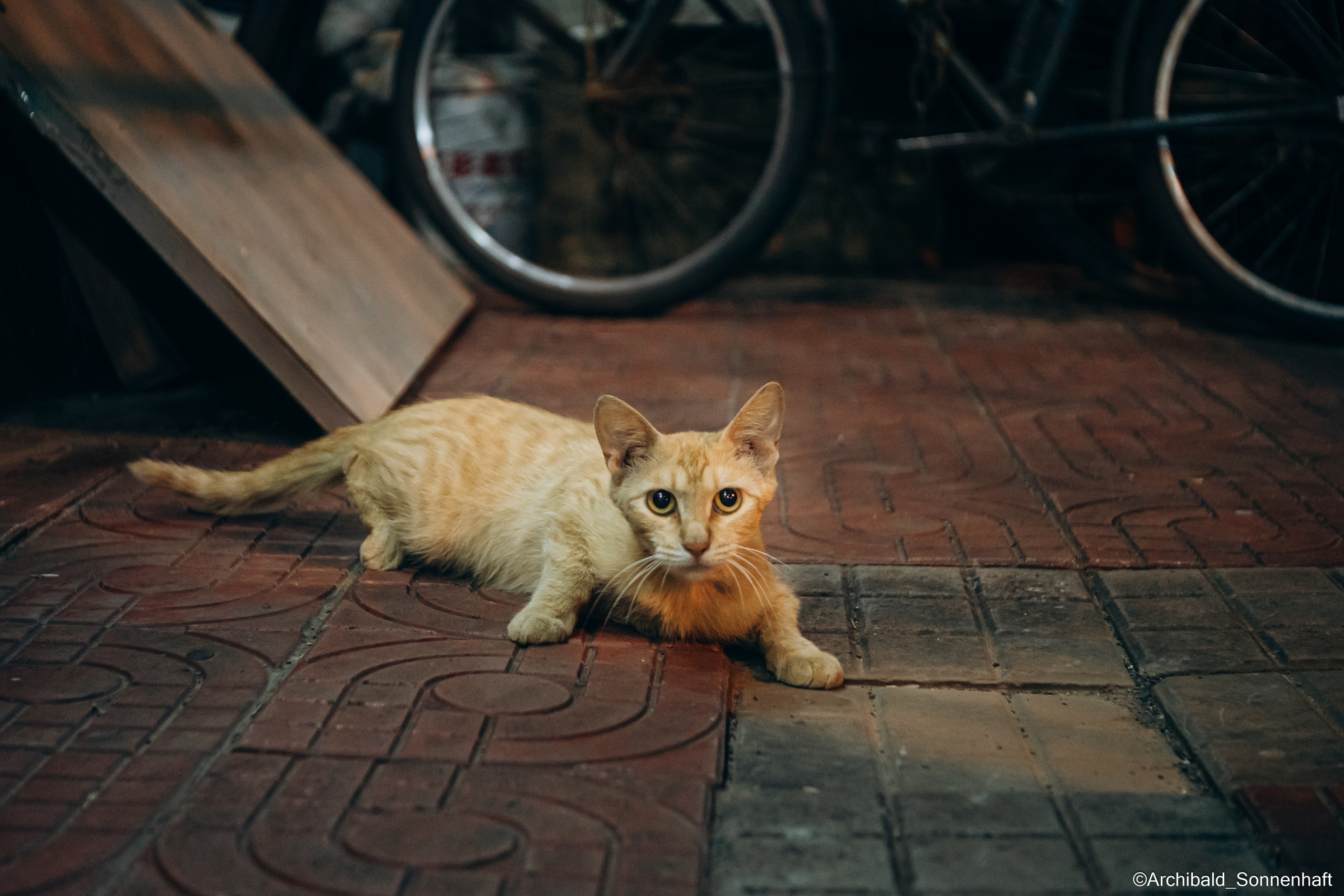 Cats, dogs and other beasts. Photographer in Guangzhou, China. Archibald Sonnenhaft
