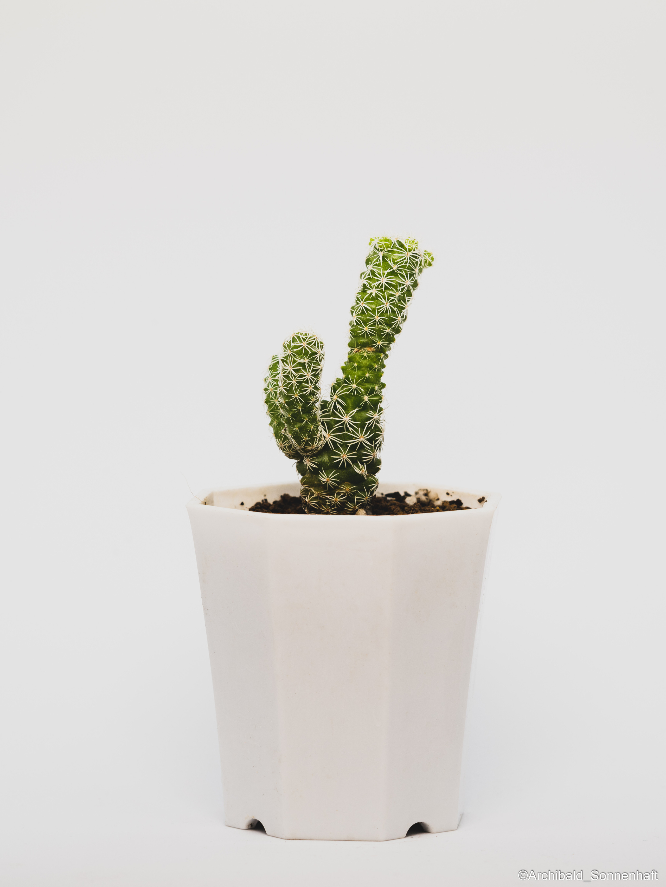 All sorts of leaves and flowers!. Photographer in Guangzhou, China. Archibald Sonnenhaft