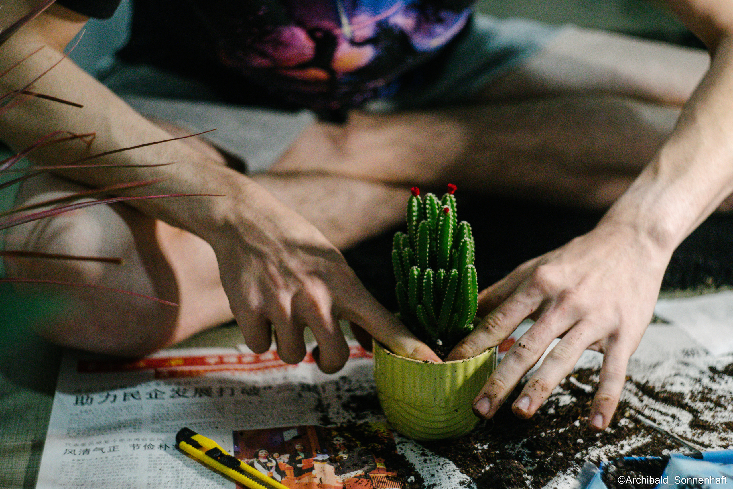 All sorts of leaves and flowers!. Photographer in Guangzhou, China. Archibald Sonnenhaft