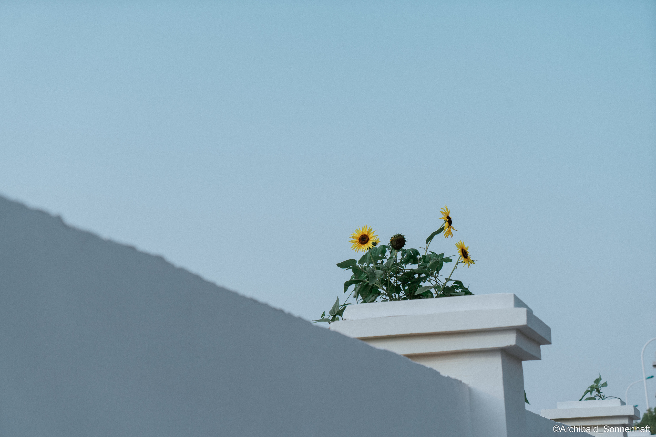 All sorts of leaves and flowers!. Photographer in Guangzhou, China. Archibald Sonnenhaft