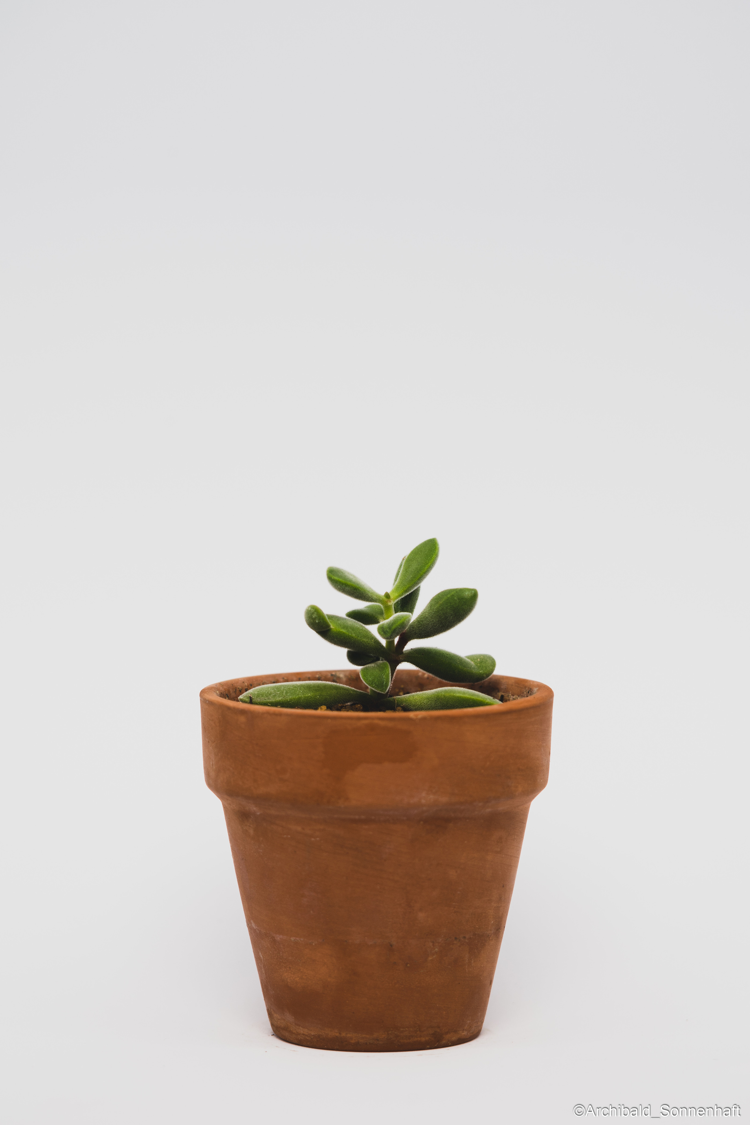 All sorts of leaves and flowers!. Photographer in Guangzhou, China. Archibald Sonnenhaft