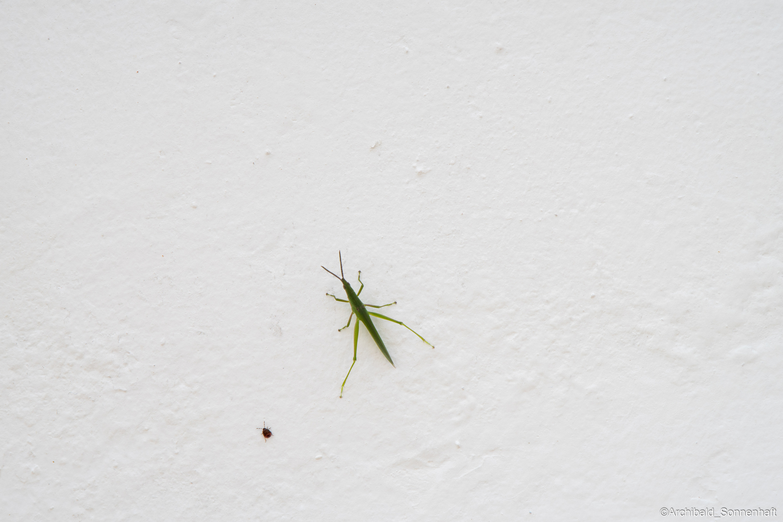 Cats, dogs and other beasts. Photographer in Guangzhou, China. Archibald Sonnenhaft