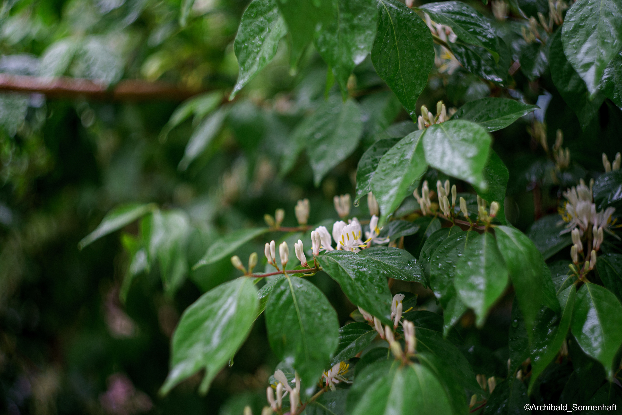 All sorts of leaves and flowers!. Photographer in Guangzhou, China. Archibald Sonnenhaft