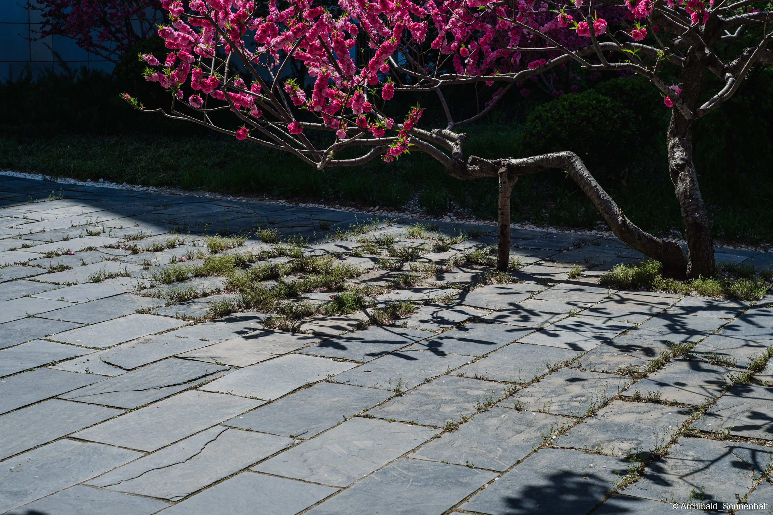 An unexpected walk around the university with my wife and argentine st. Photographer in Guangzhou, China. Archibald Sonnenhaft