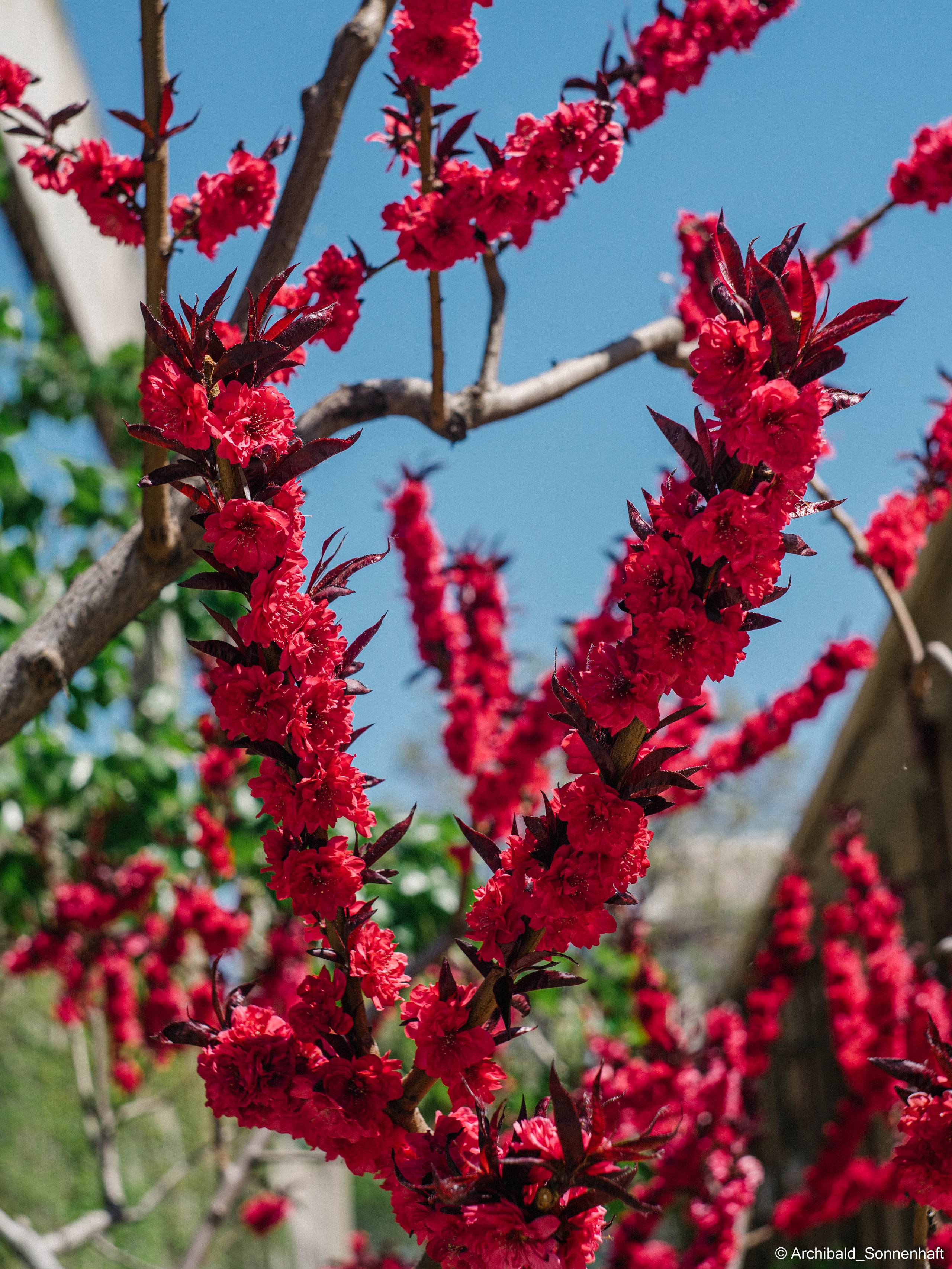 An unexpected walk around the university with my wife and argentine st. Photographer in Guangzhou, China. Archibald Sonnenhaft