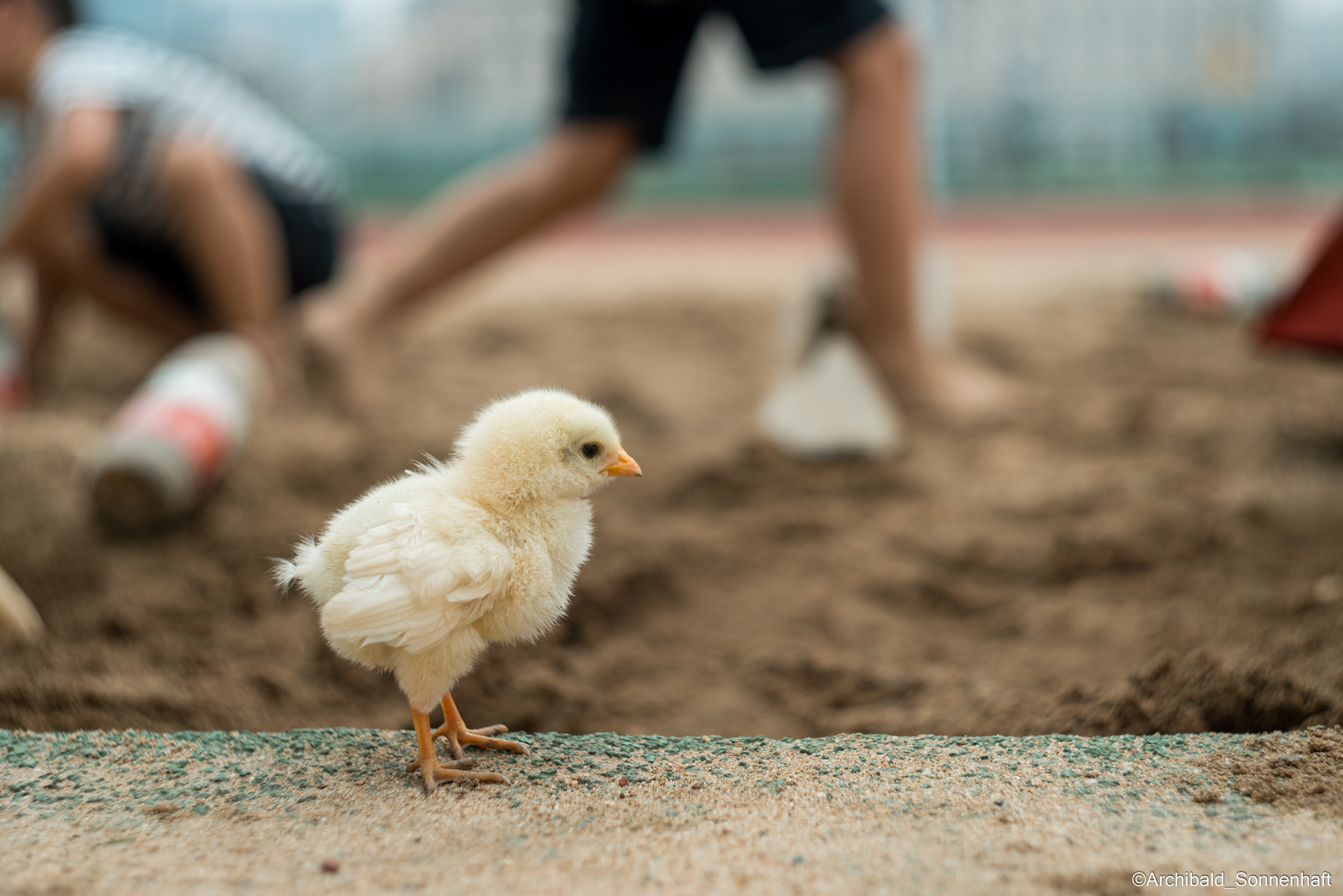 Cats, dogs and other beasts. Photographer in Guangzhou, China. Archibald Sonnenhaft