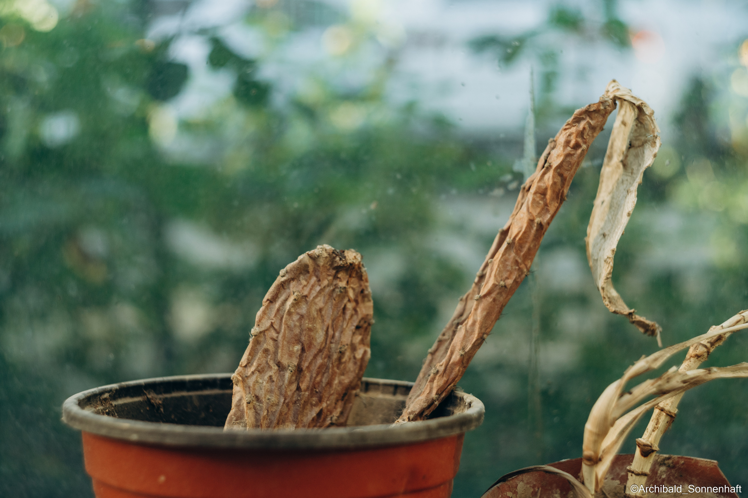 All sorts of leaves and flowers!. Photographer in Guangzhou, China. Archibald Sonnenhaft