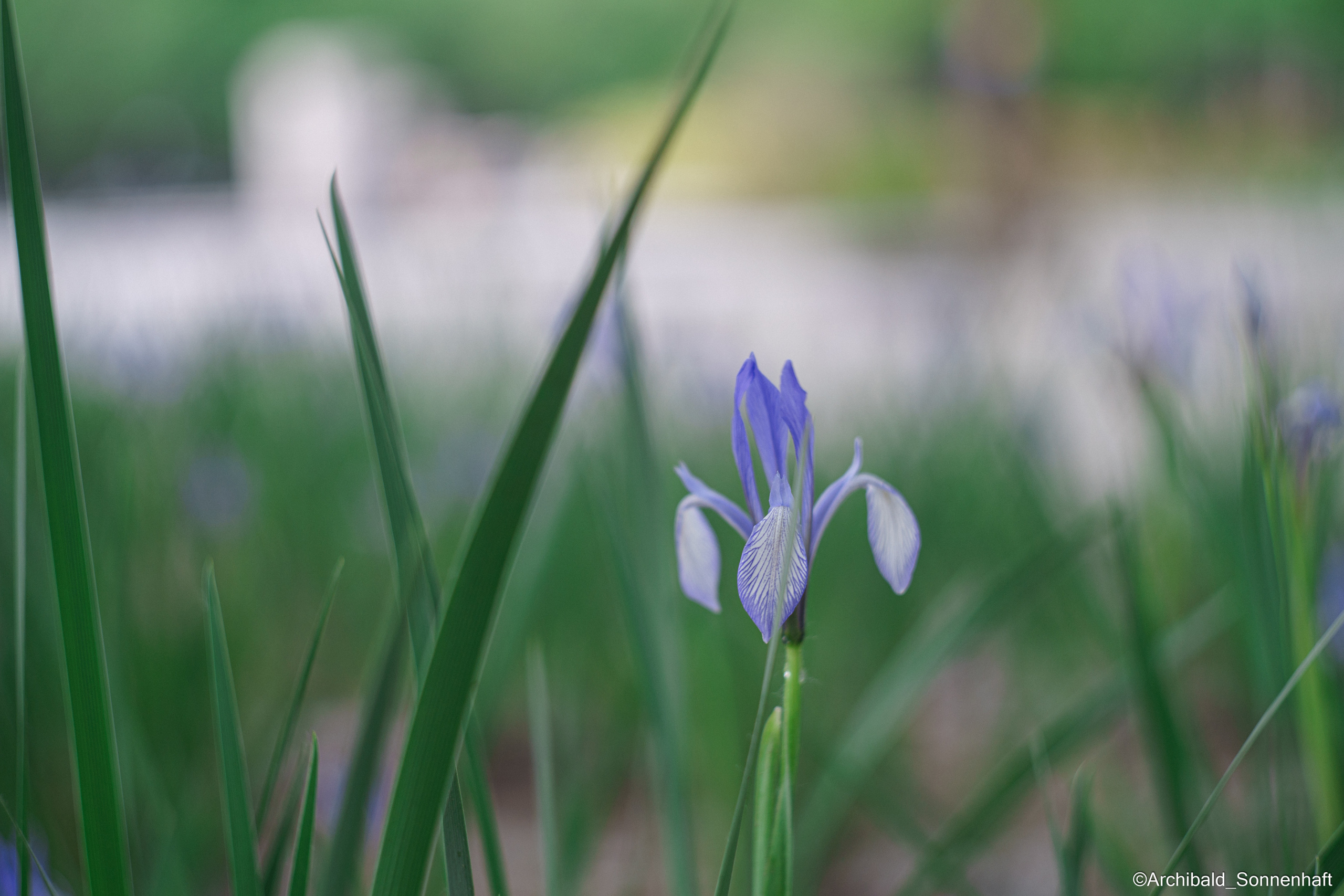 All sorts of leaves and flowers!. Photographer in Guangzhou, China. Archibald Sonnenhaft